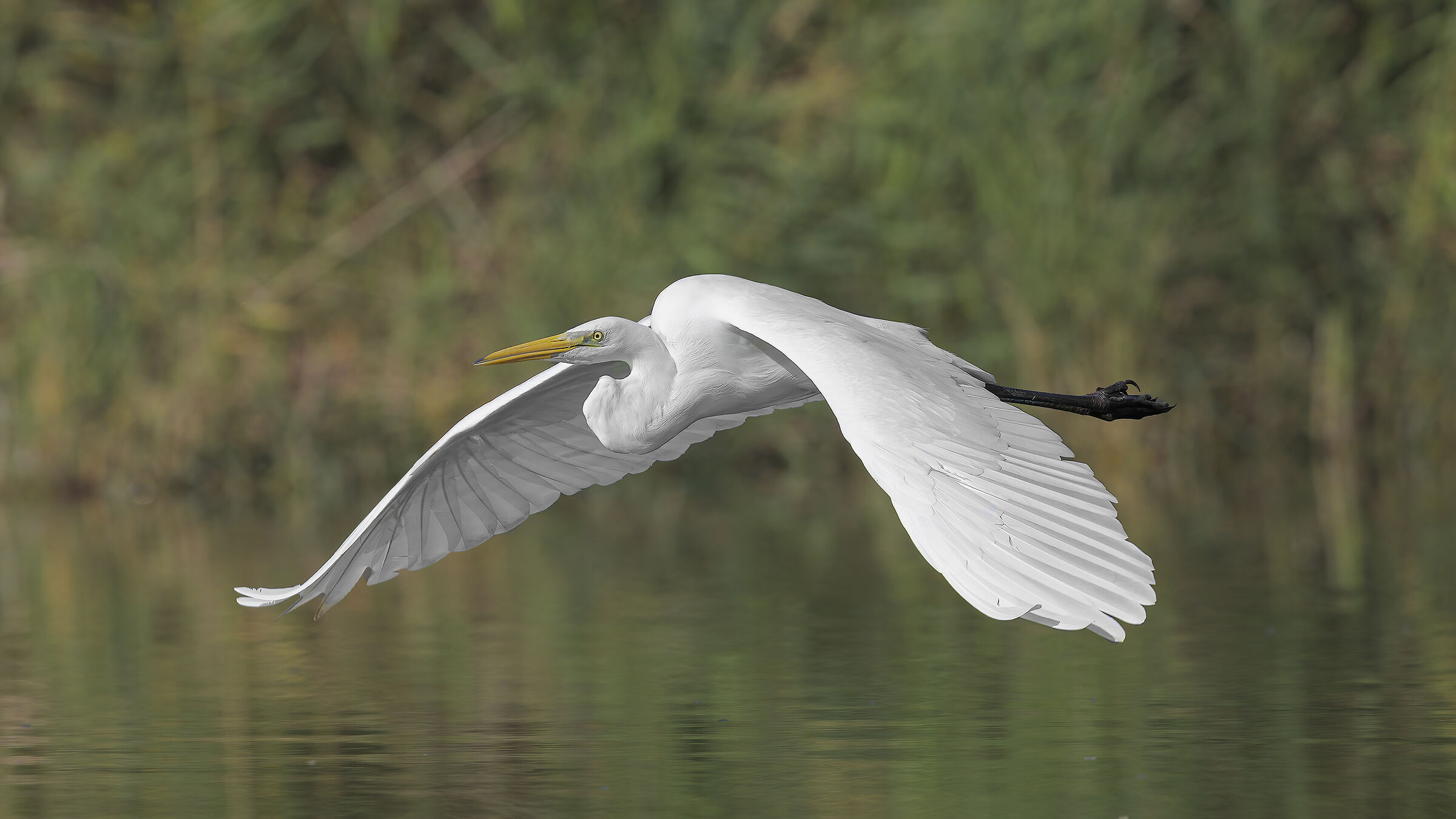 White Heron