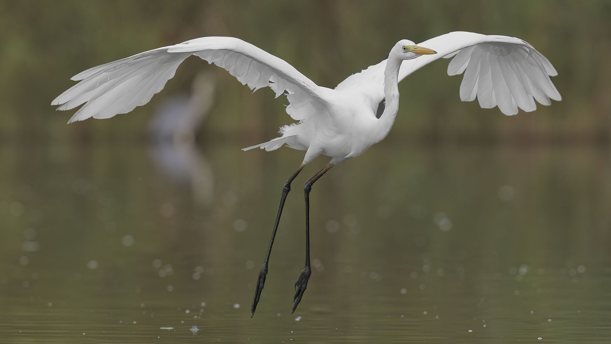 White Heron