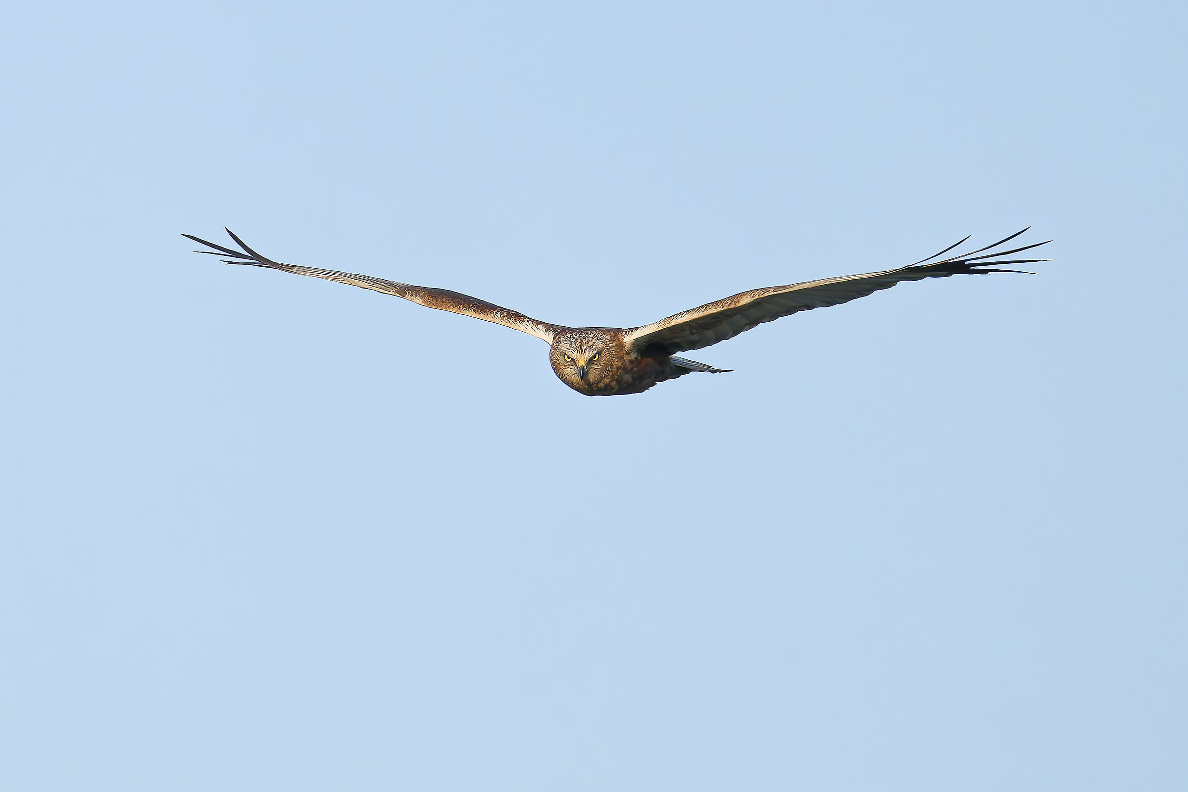 Male marsh harrier hunting