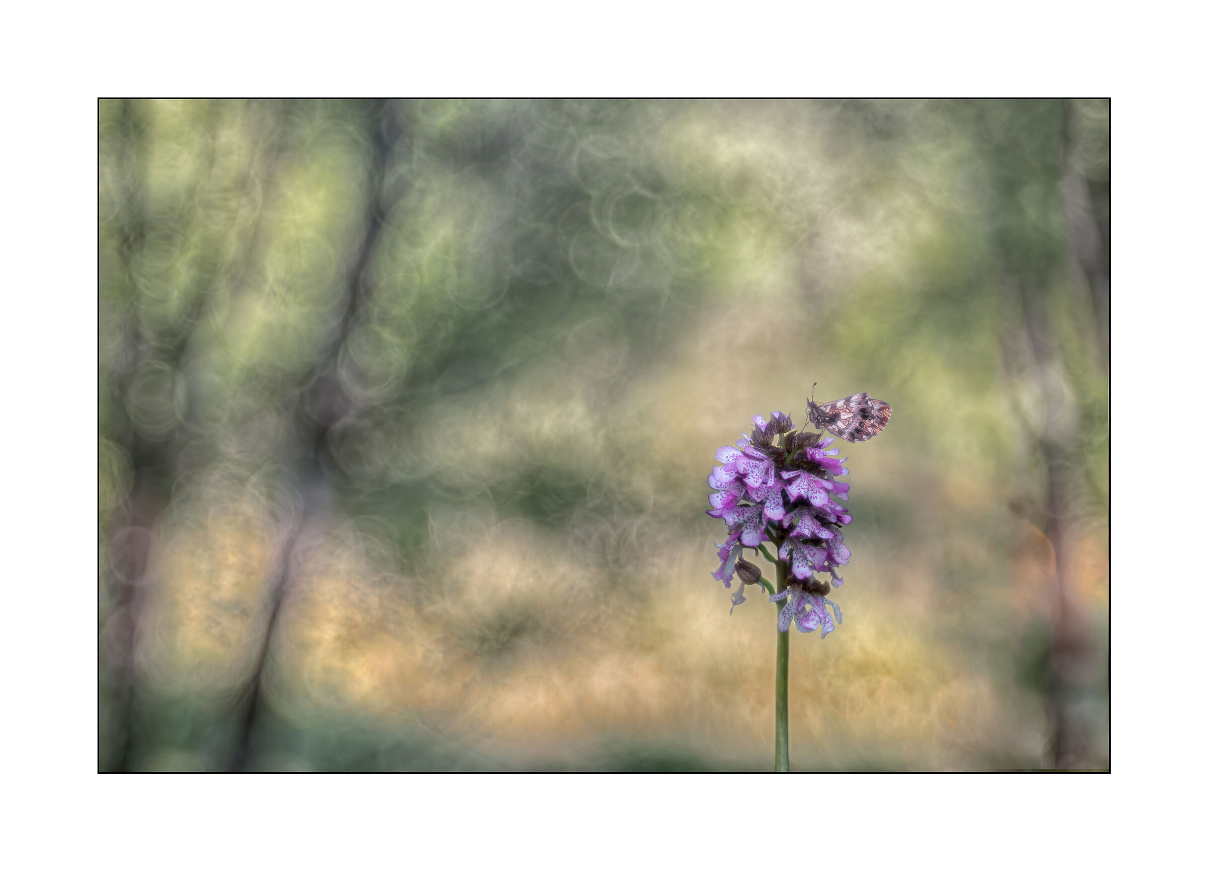 ai margini del bosco