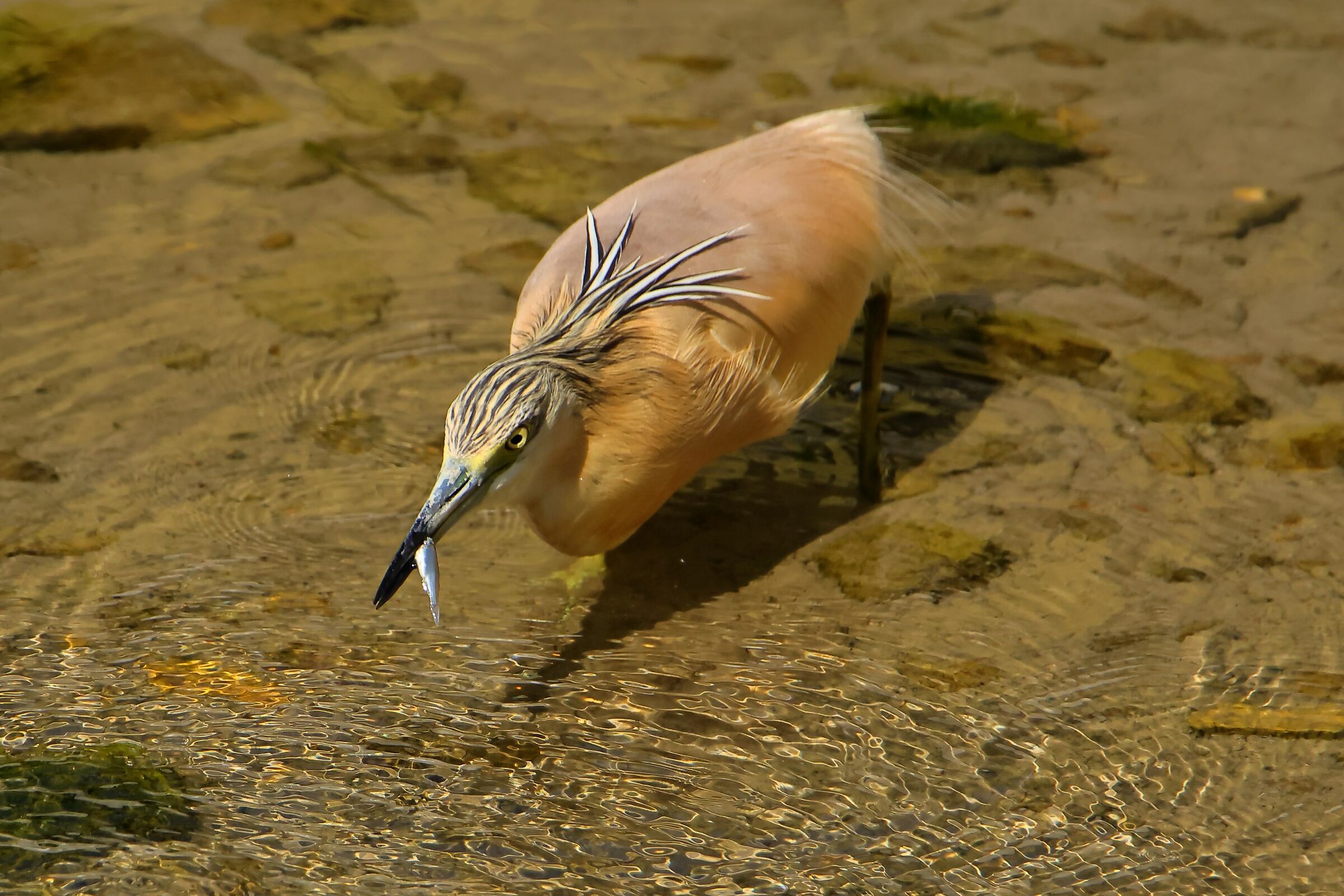 agguato andato a buon fine.......