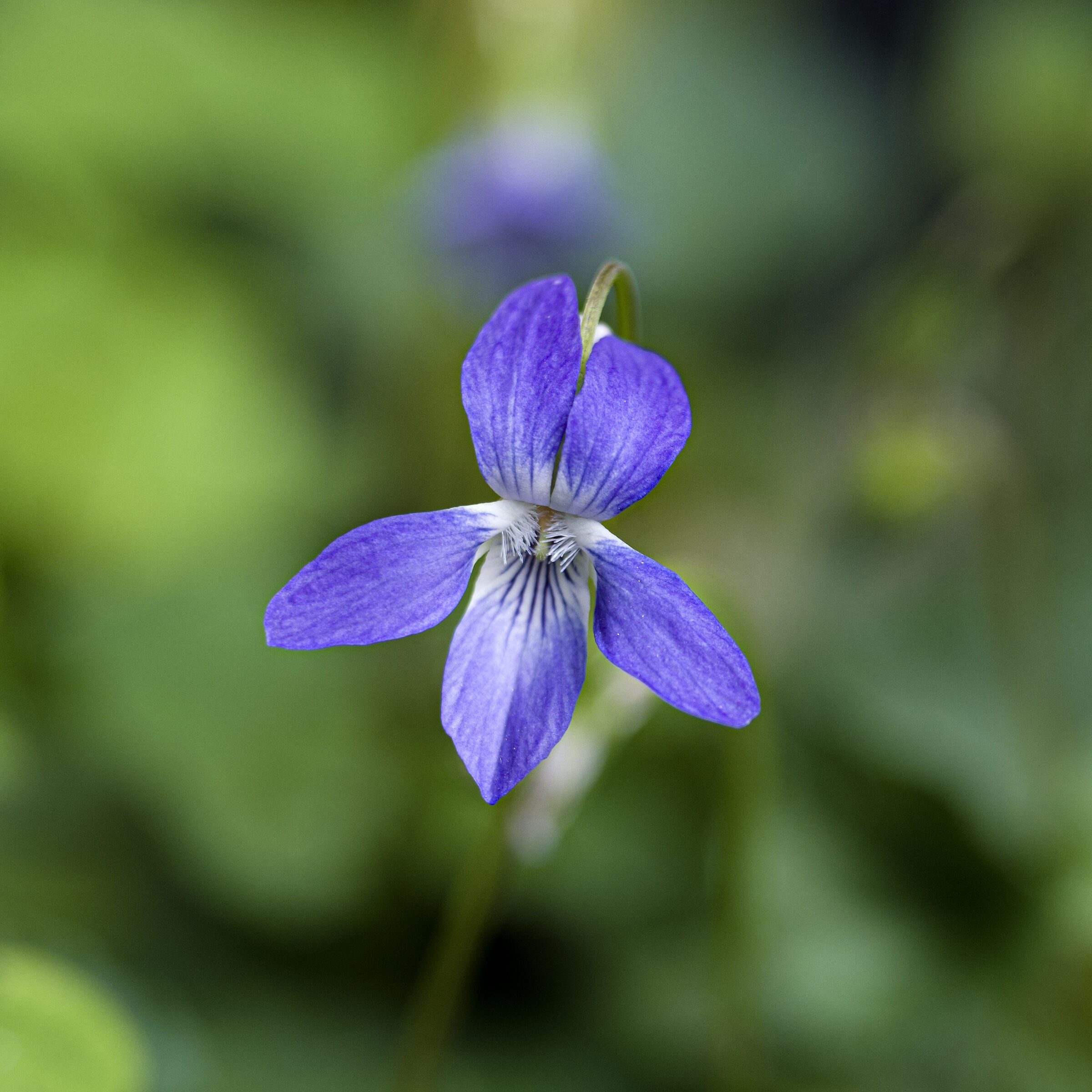 Sylvan purple