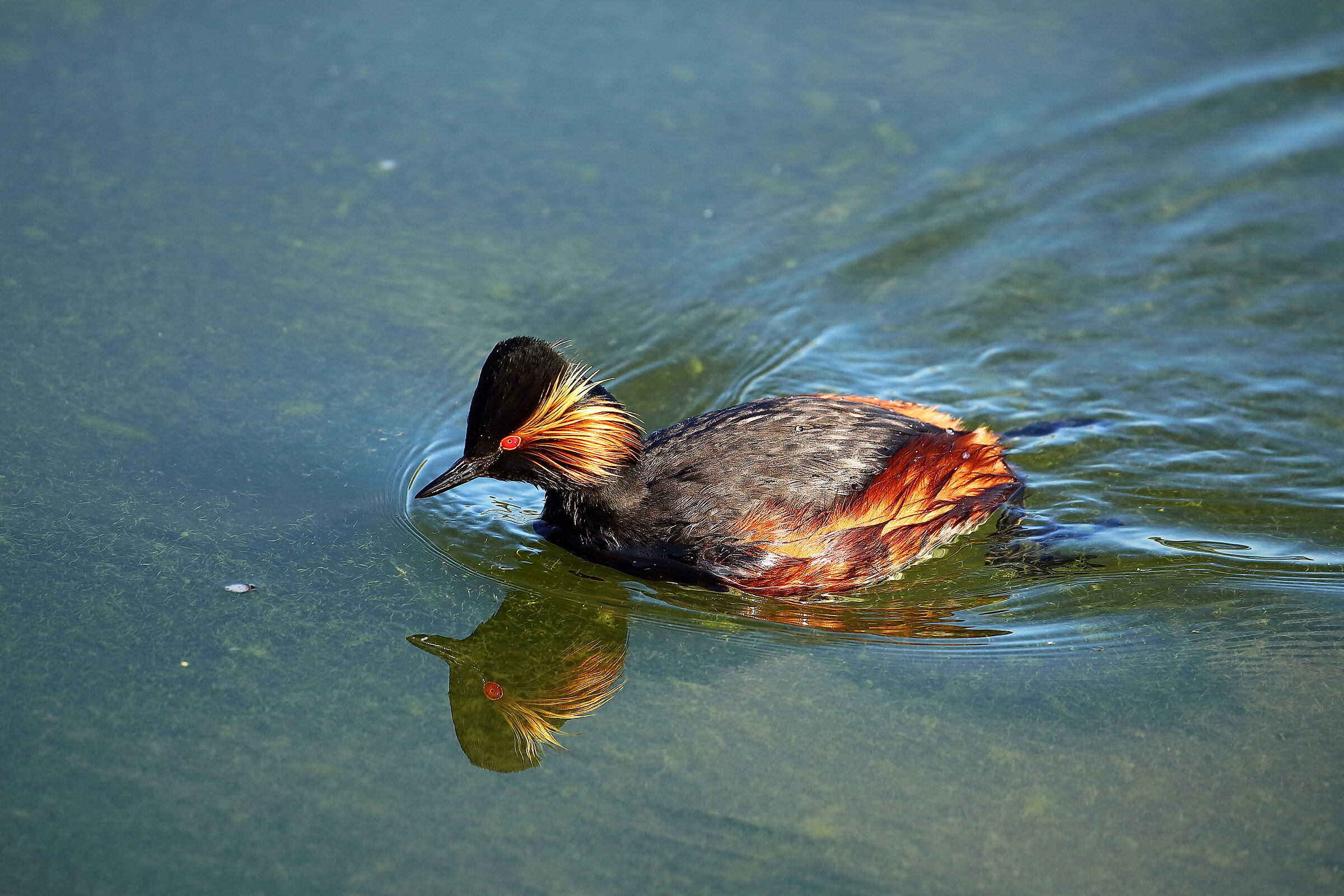 Great crested grebe