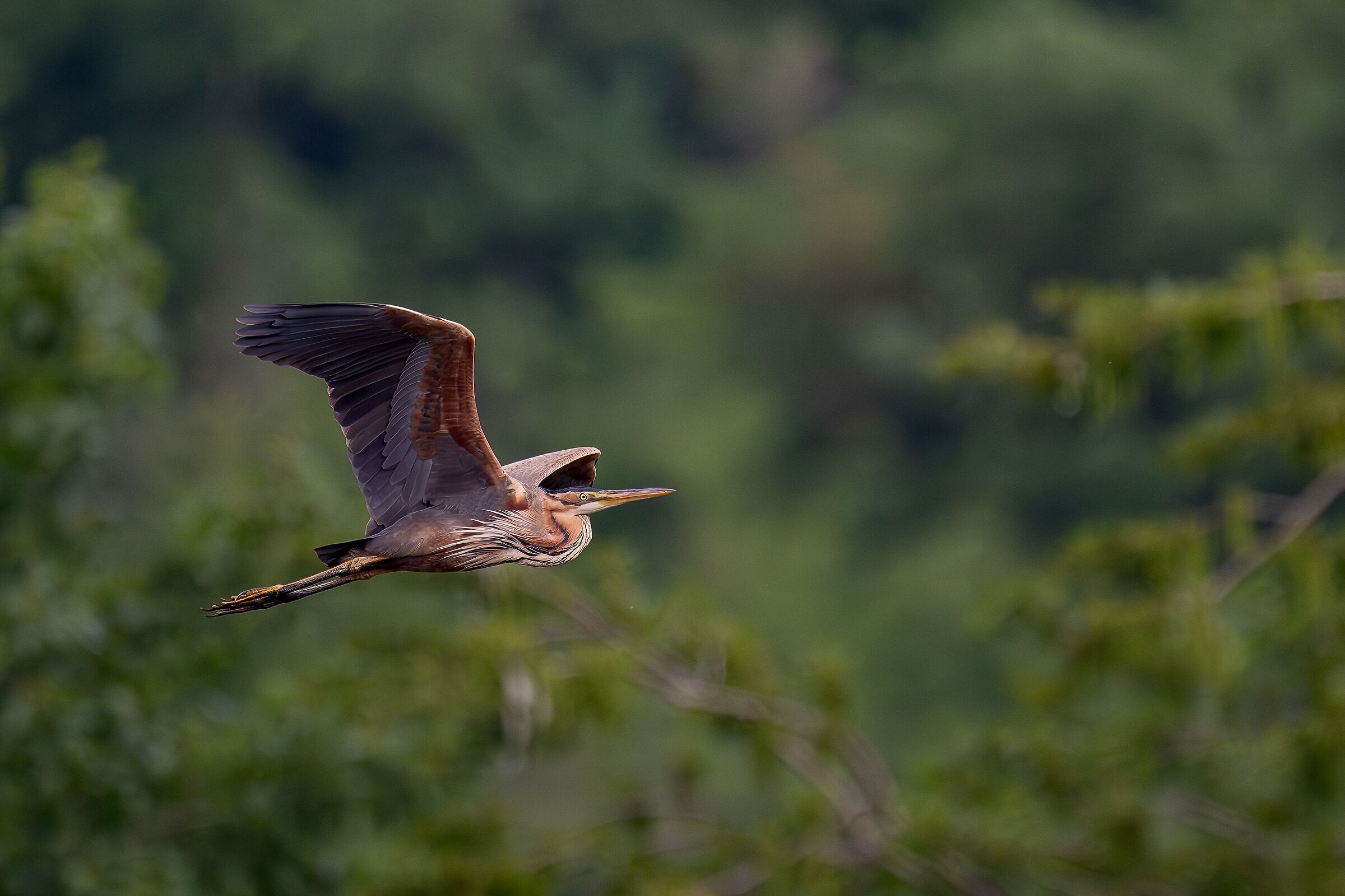 Purple Heron in flight