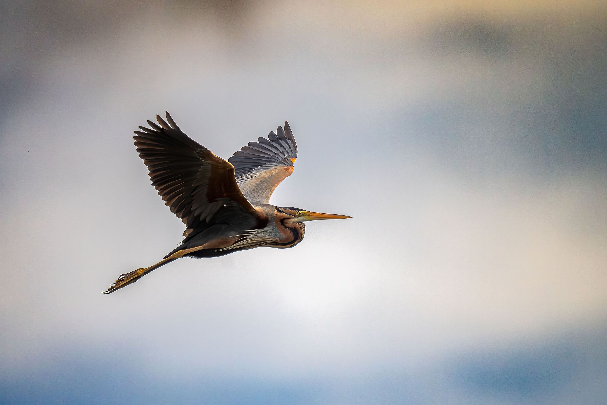 Purple Heron in flight