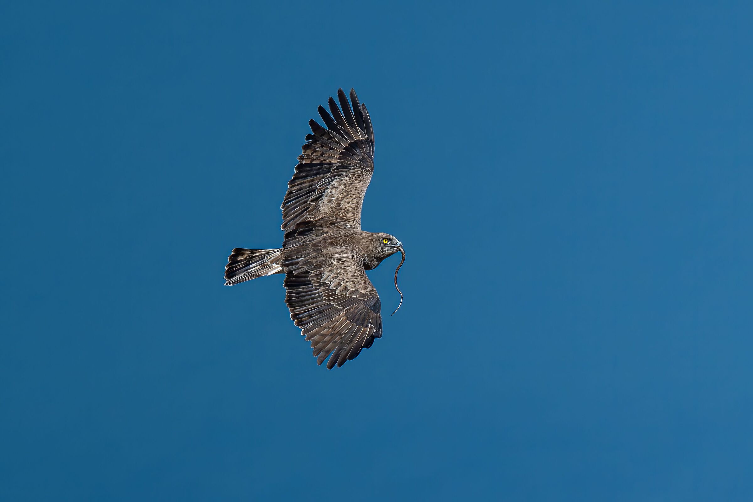 Short-toed Eagle, Lake and Prey