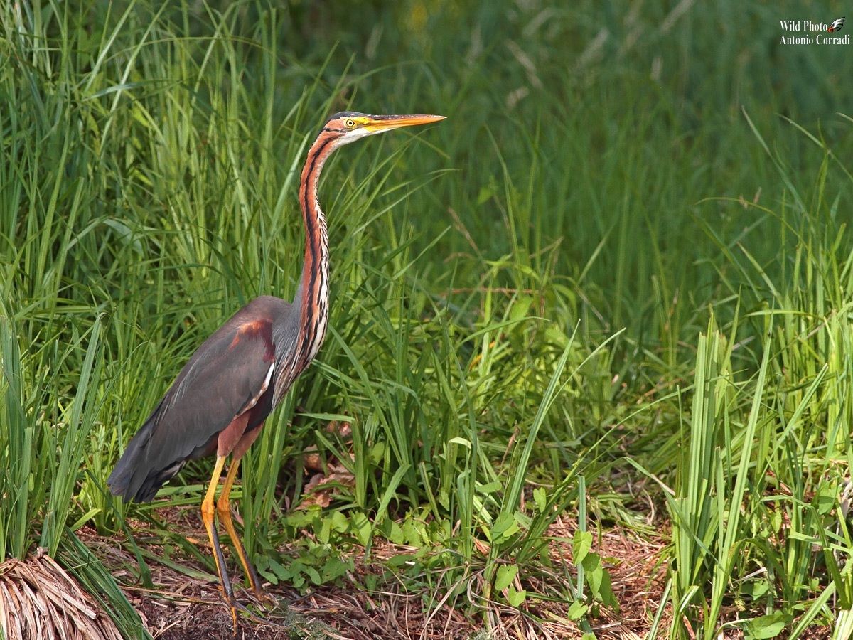 Airone Rosso