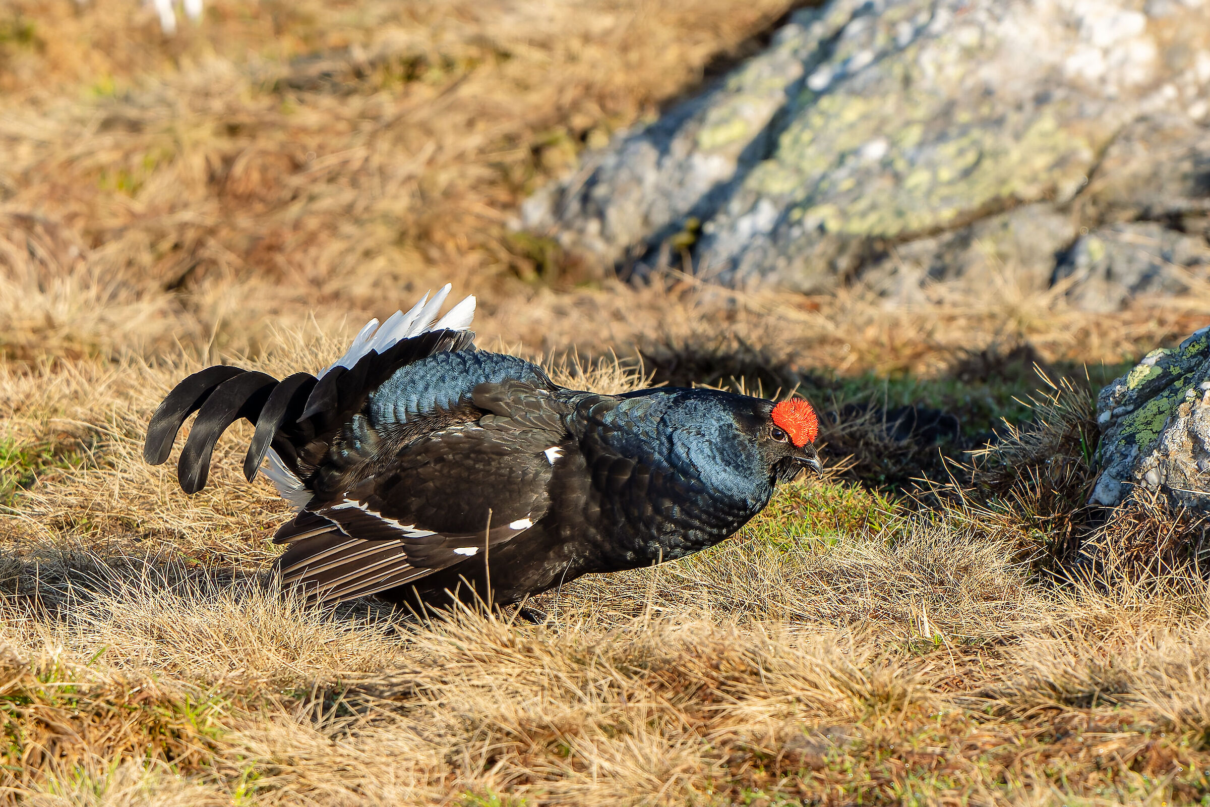 I colori del forcello
