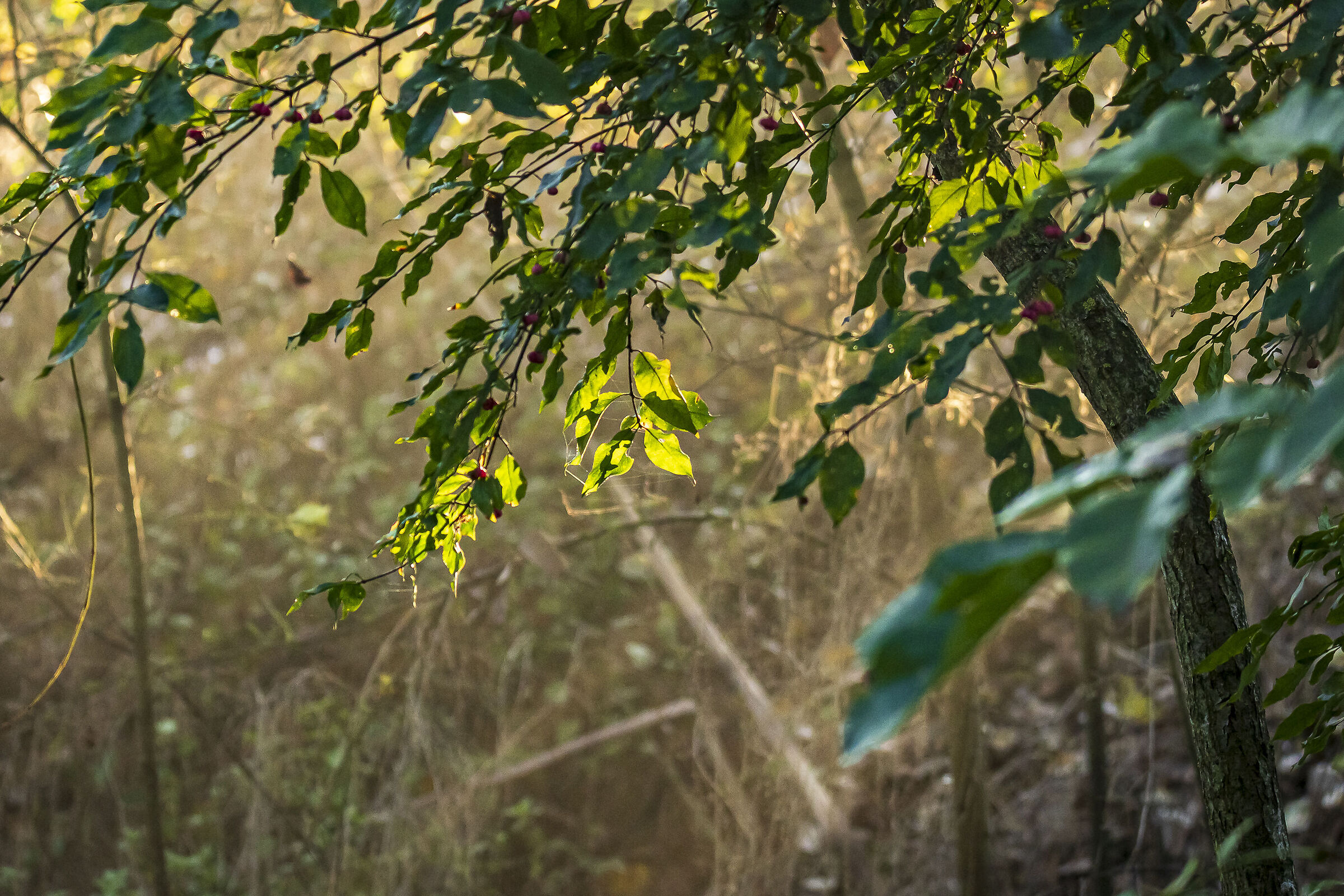 Sunrise in the woods