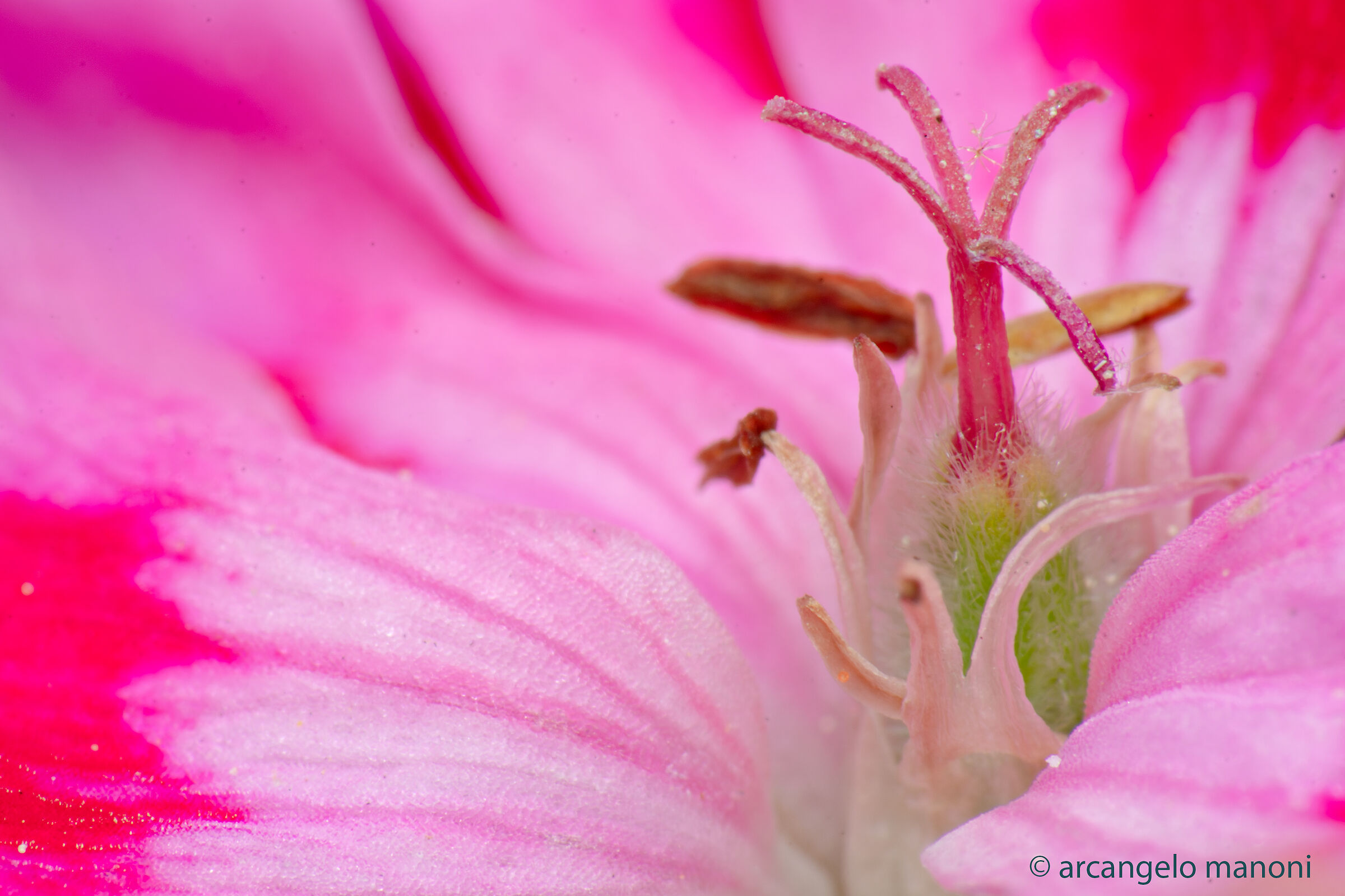In the secrets of geranium