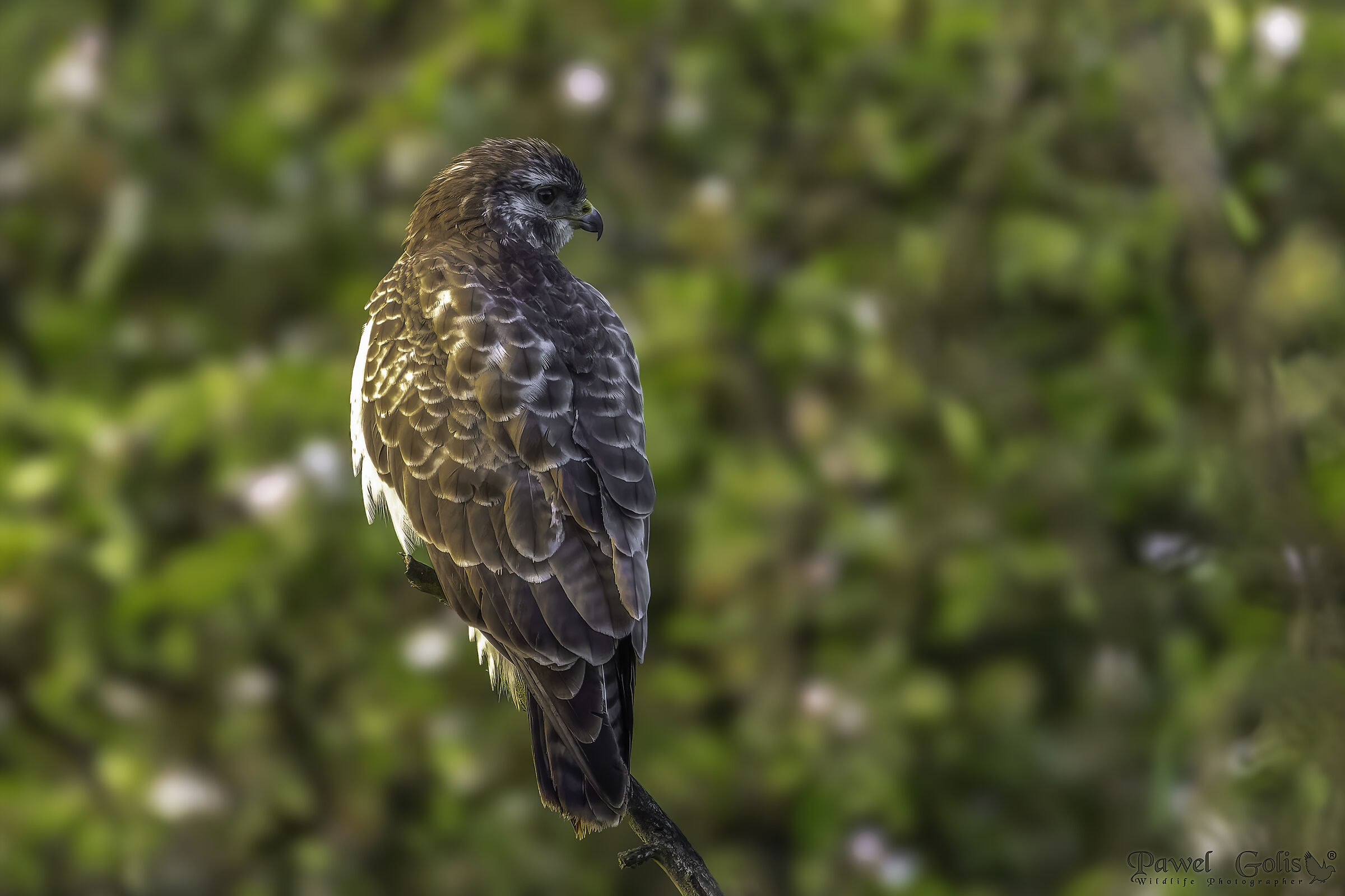 Poiana (Buteo buteo)