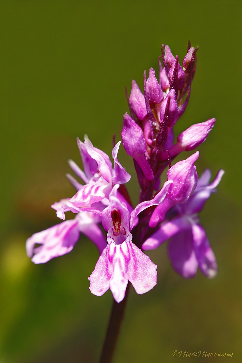 Dactylorhiza maculata