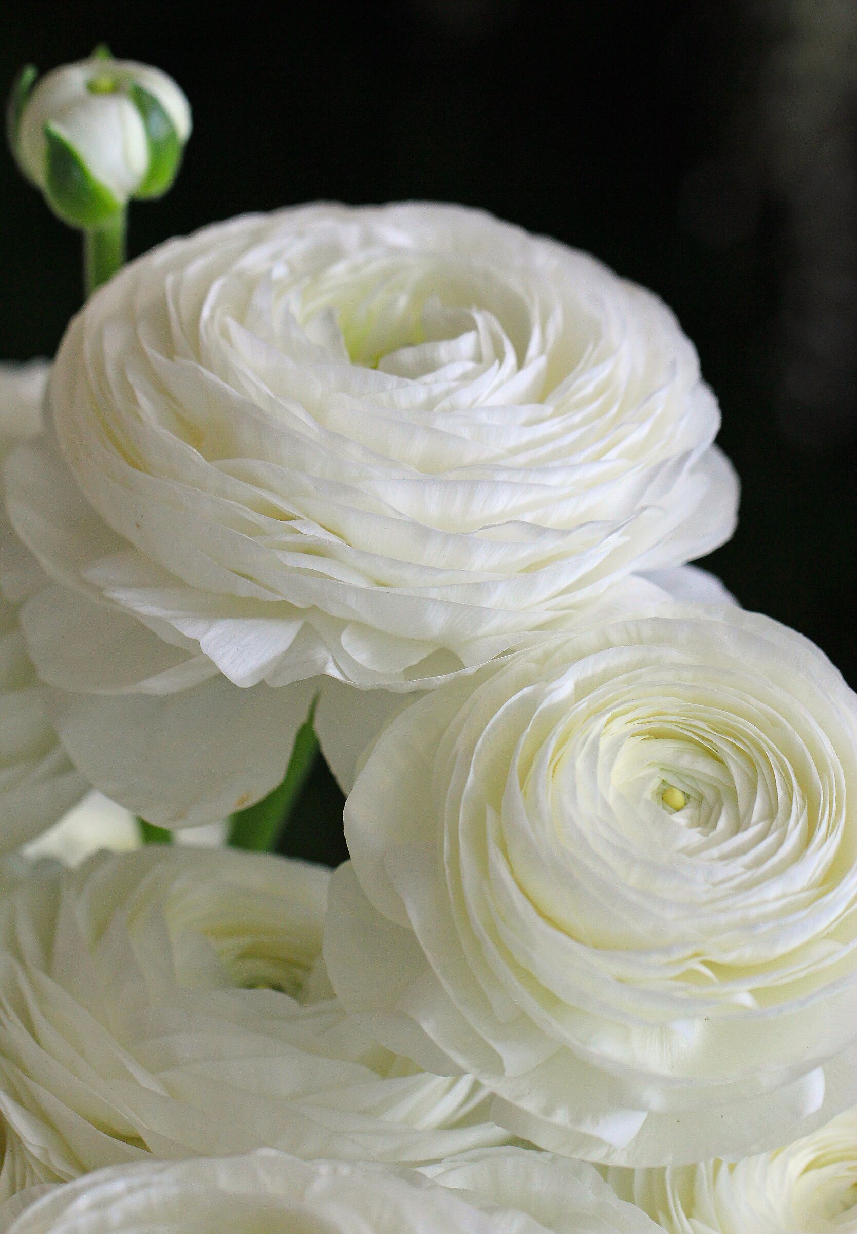 Ranuncolo asiatico bianco