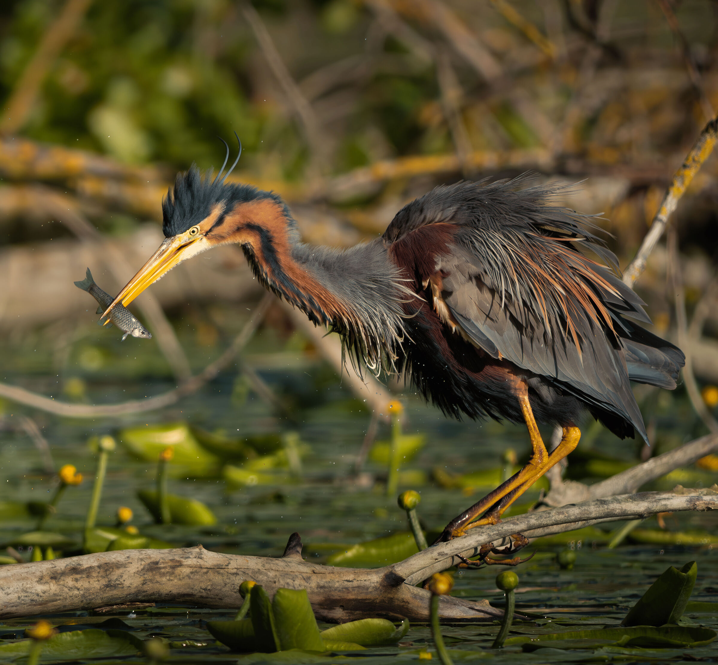 The predation of the purple heron