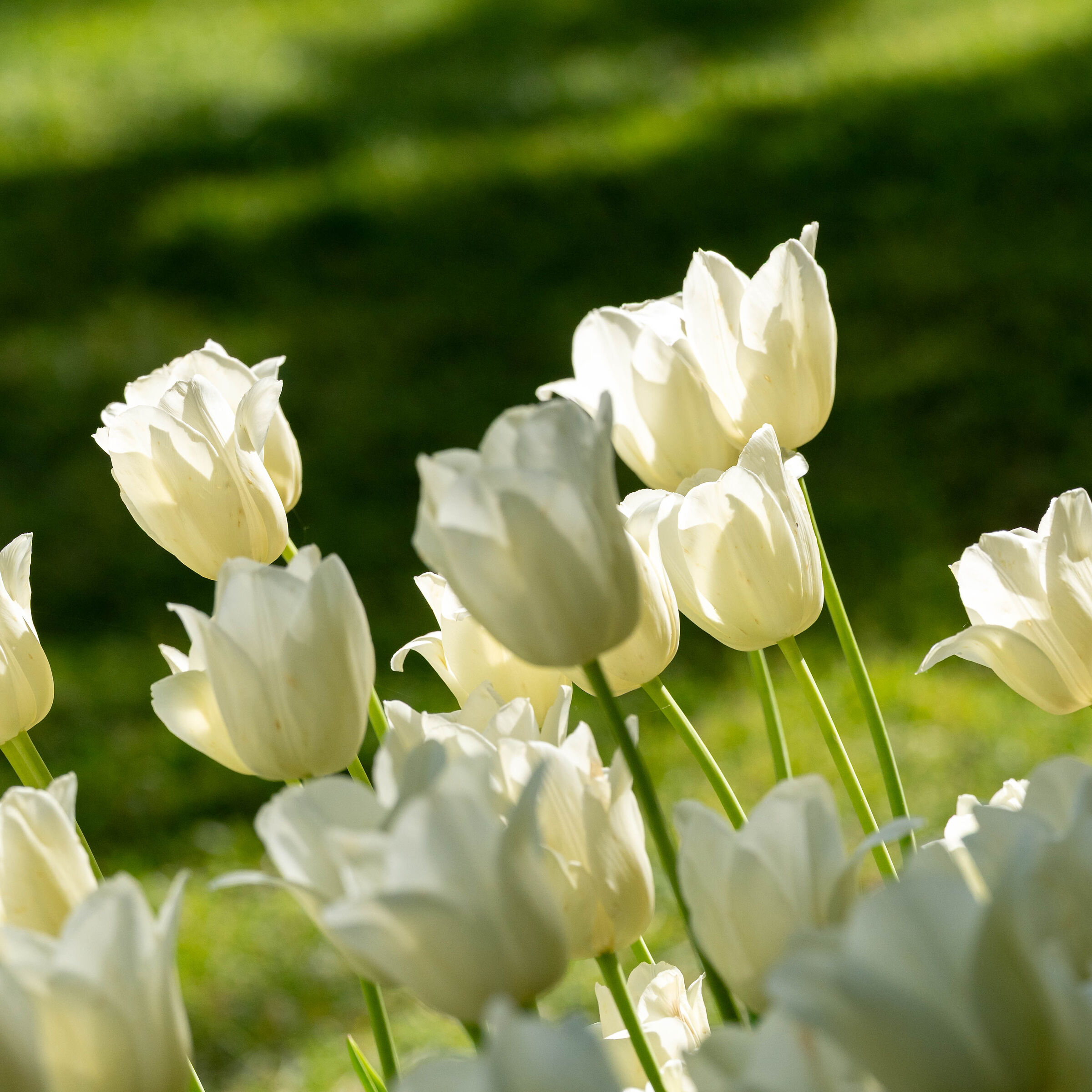 parco sigurtà tulipani