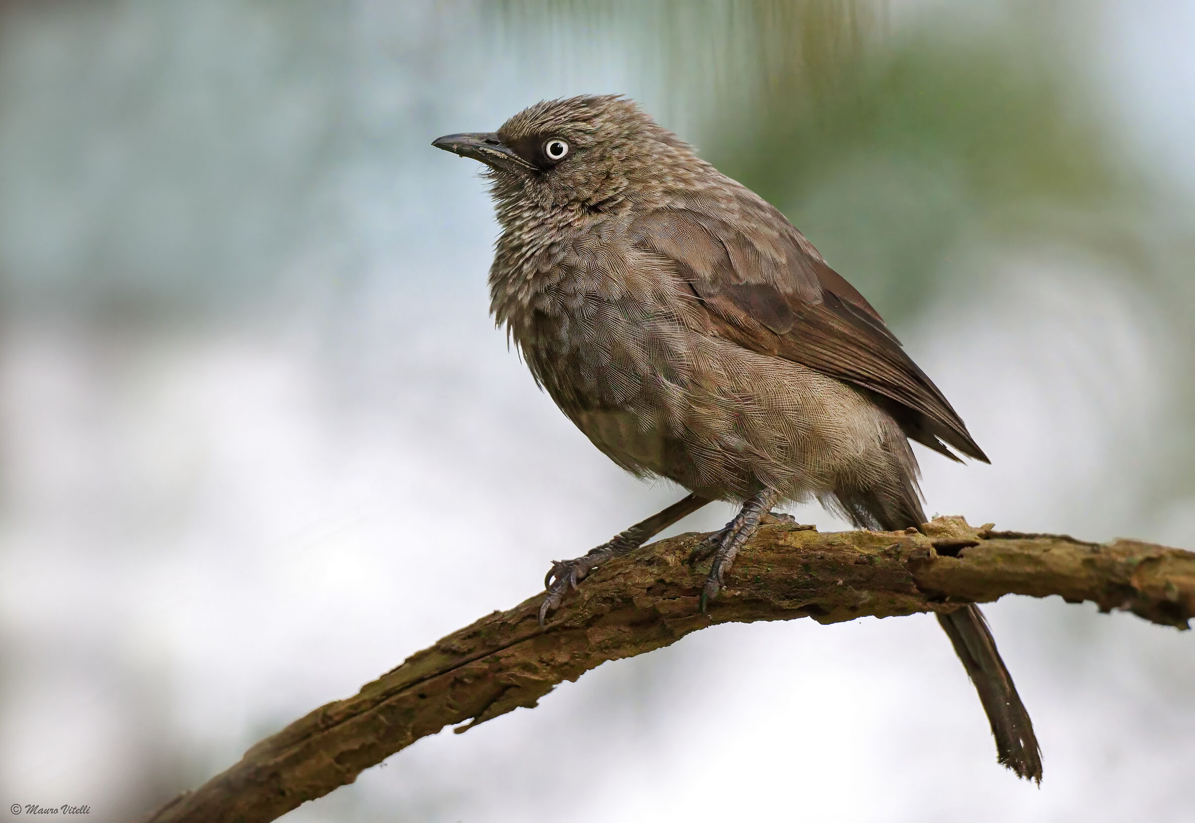 Garrulo occhigrigi (turdoides melanops)
