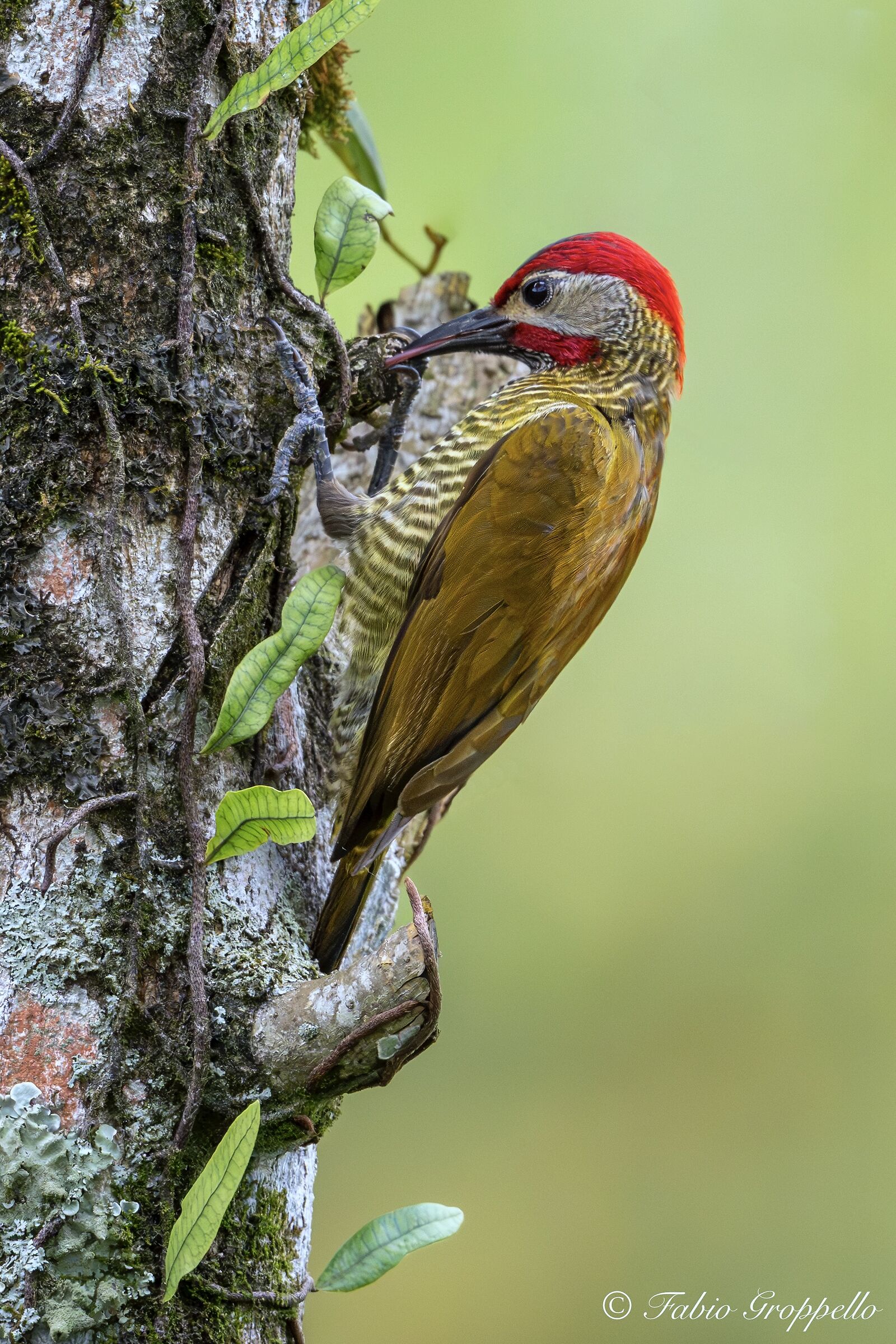 Brindle Breasted Woodpecker