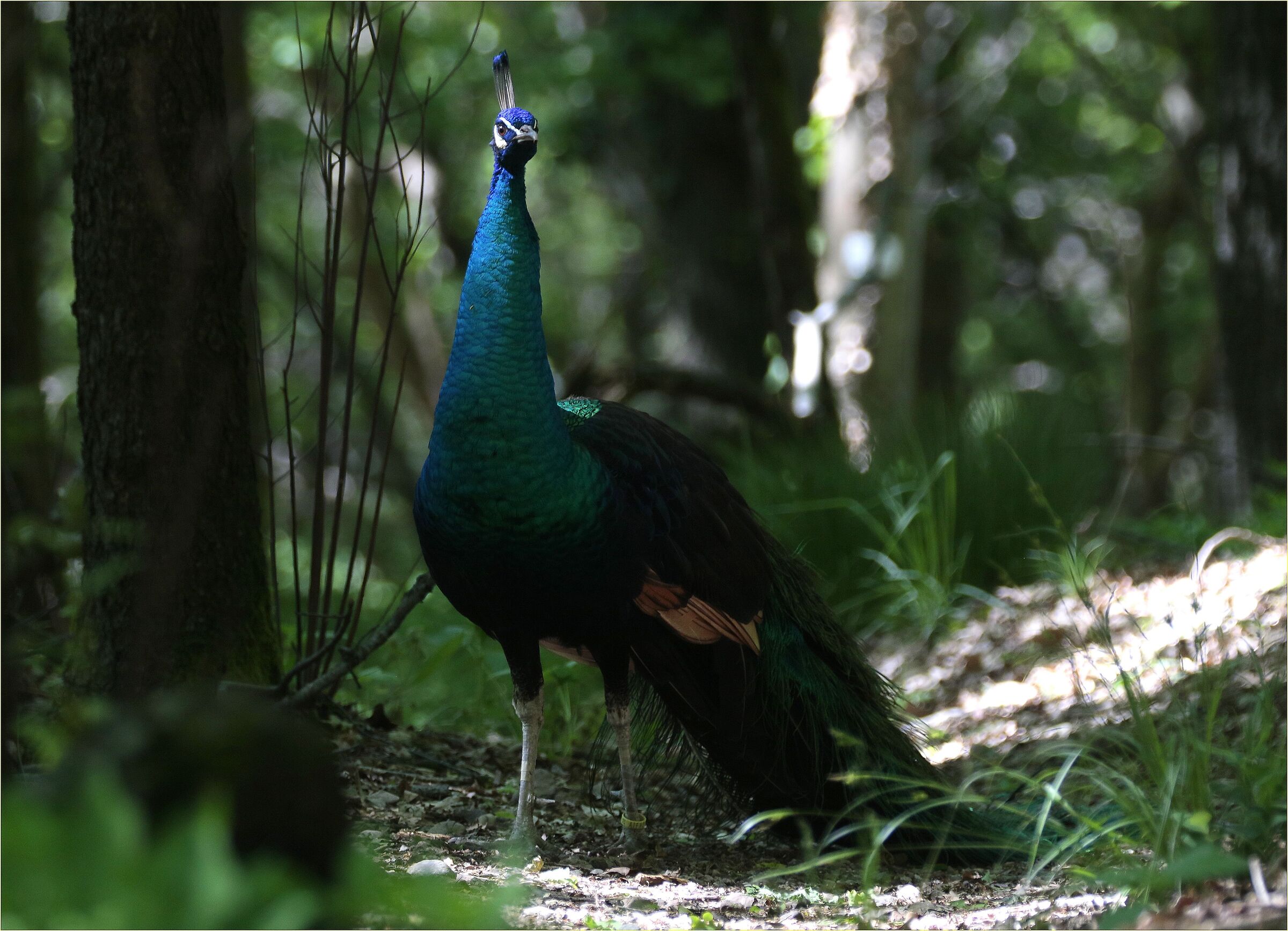 ,, a quiet walk in the woods of the Ticino Park ,,