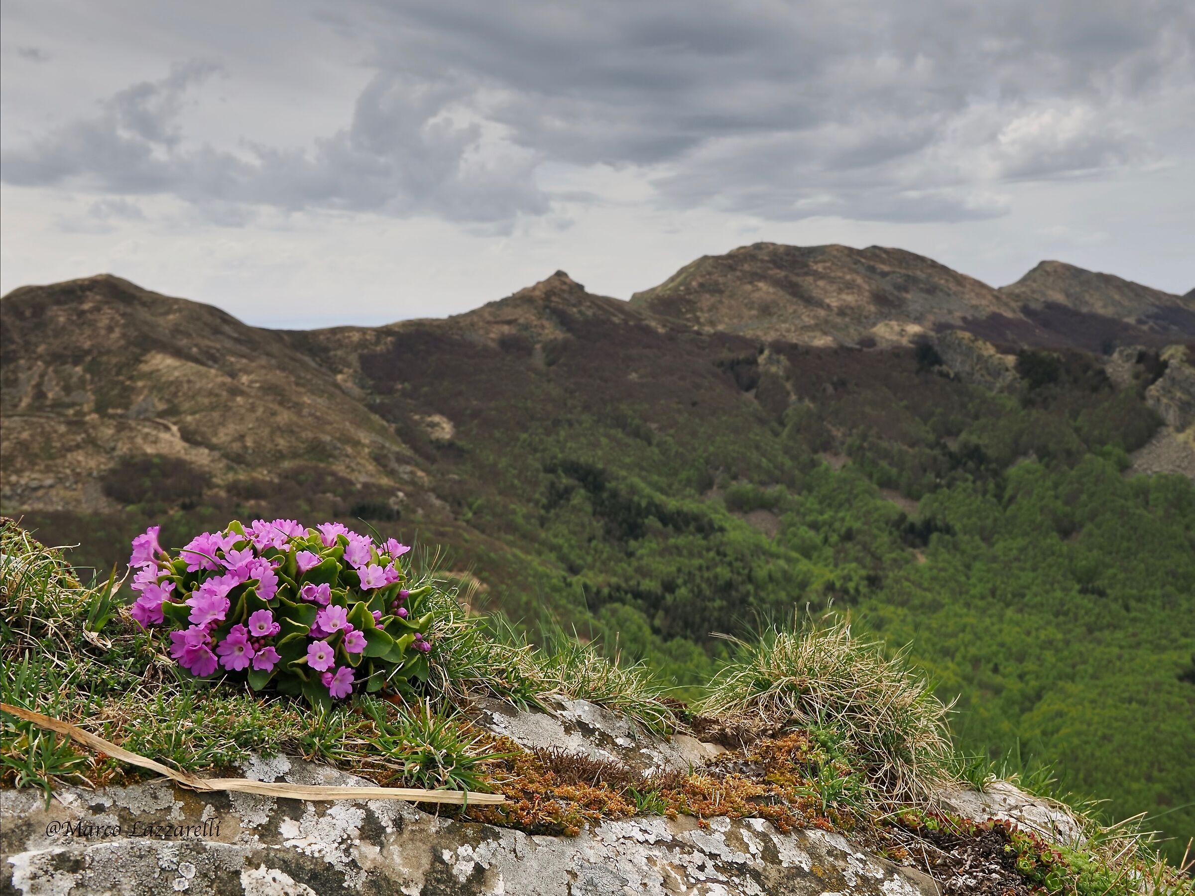 Apennine primroses