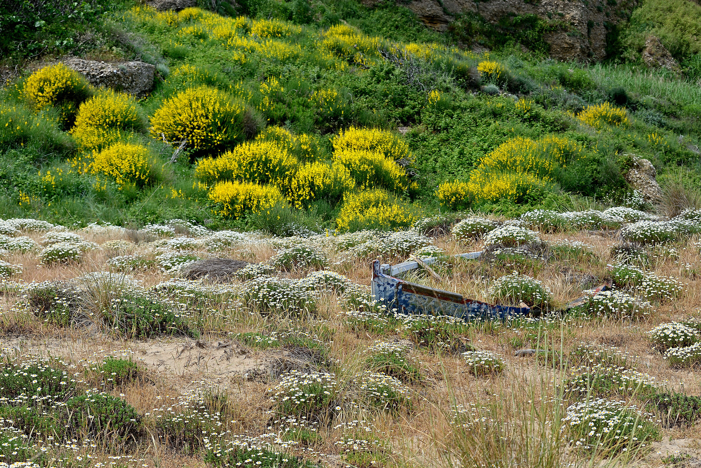 Dunes of Punta Penna