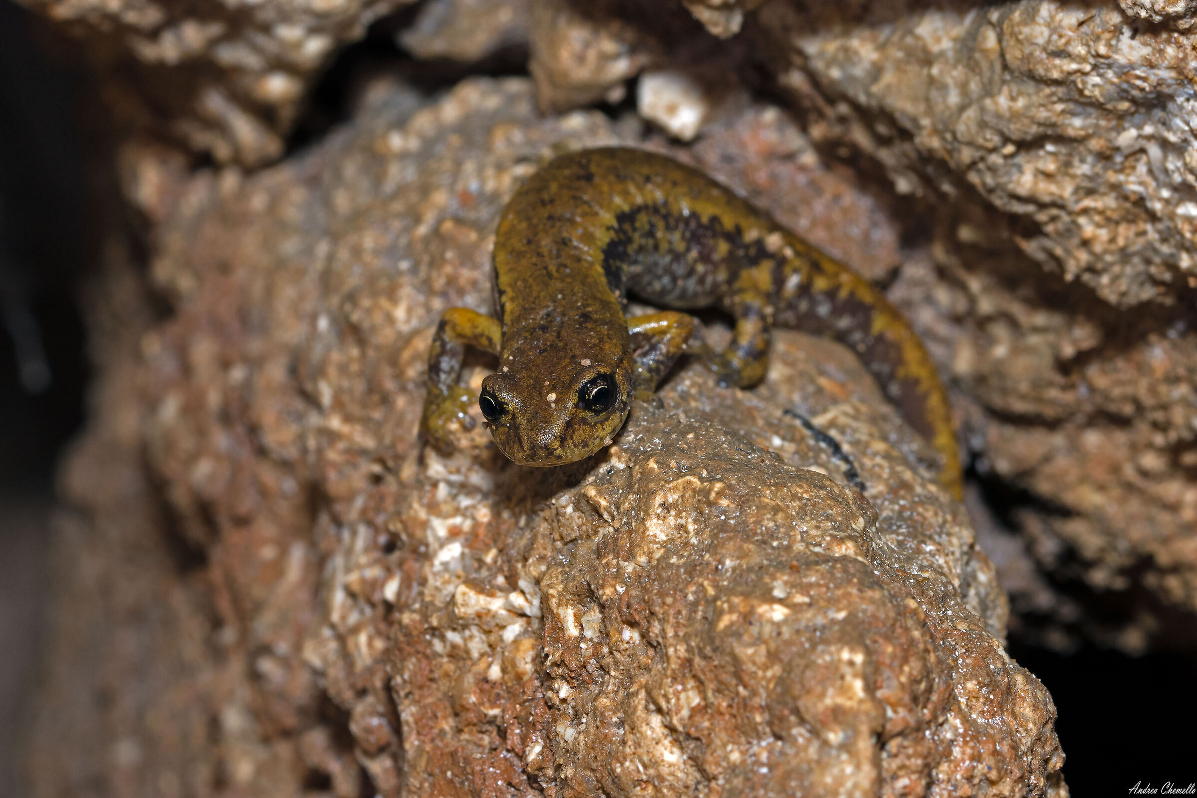 Italian geonewt (Speleomantes italicus)
