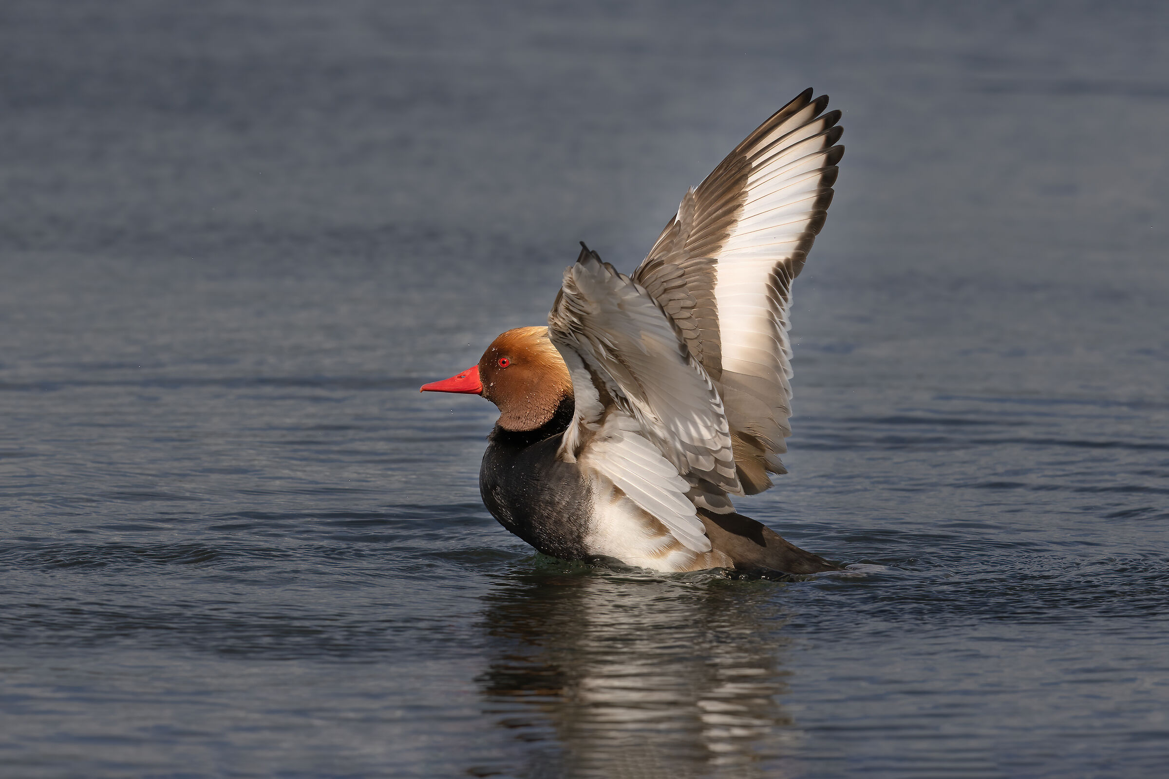 Fischione Turco ( Netta Rufina)