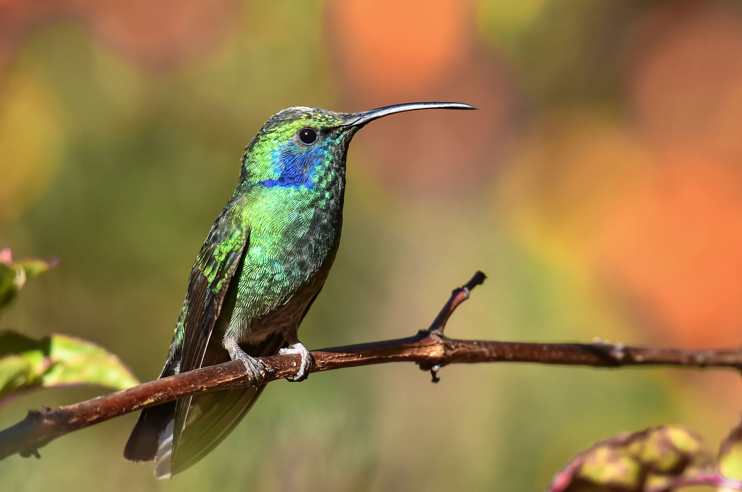 Il colibrì guanceviola
