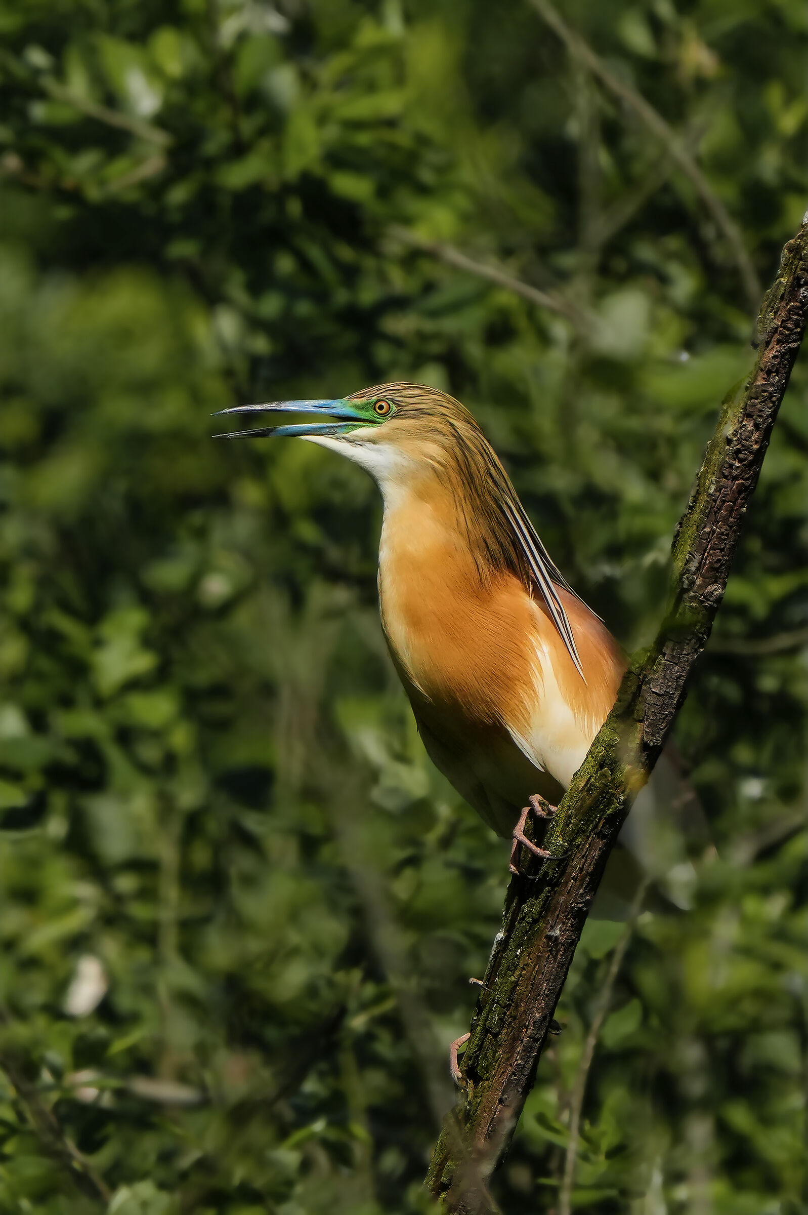 heron
