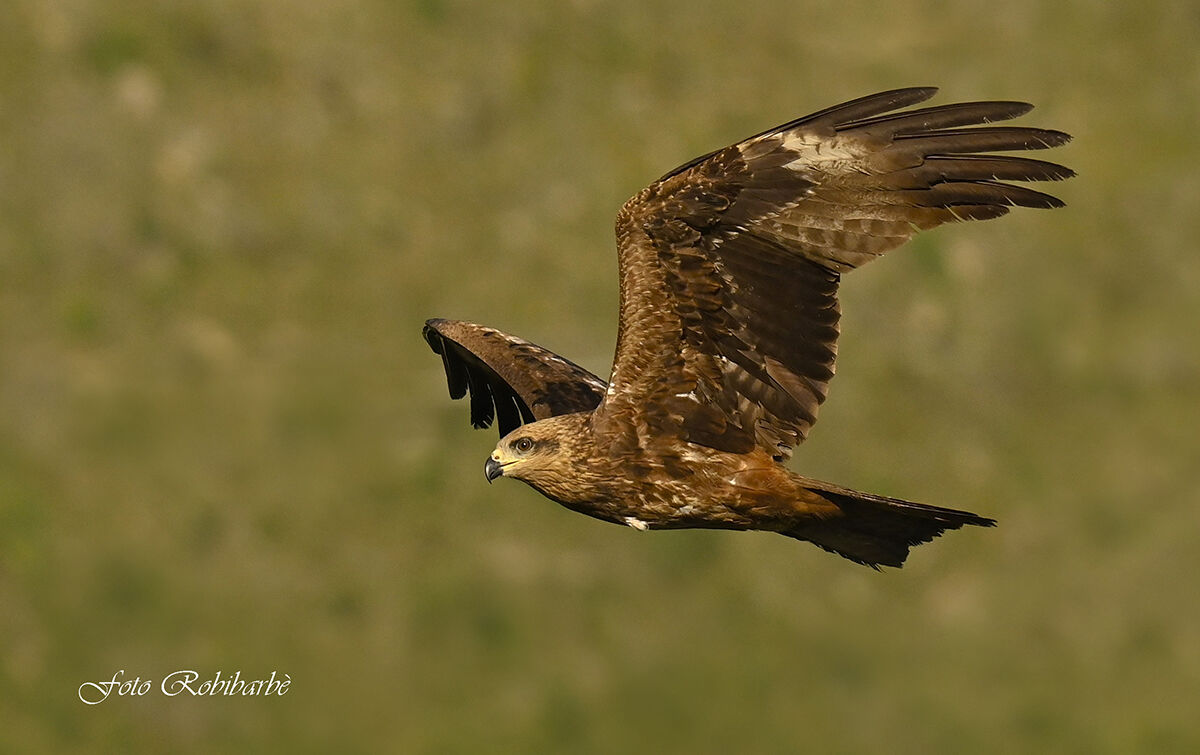 Nibbio bruno in volo...