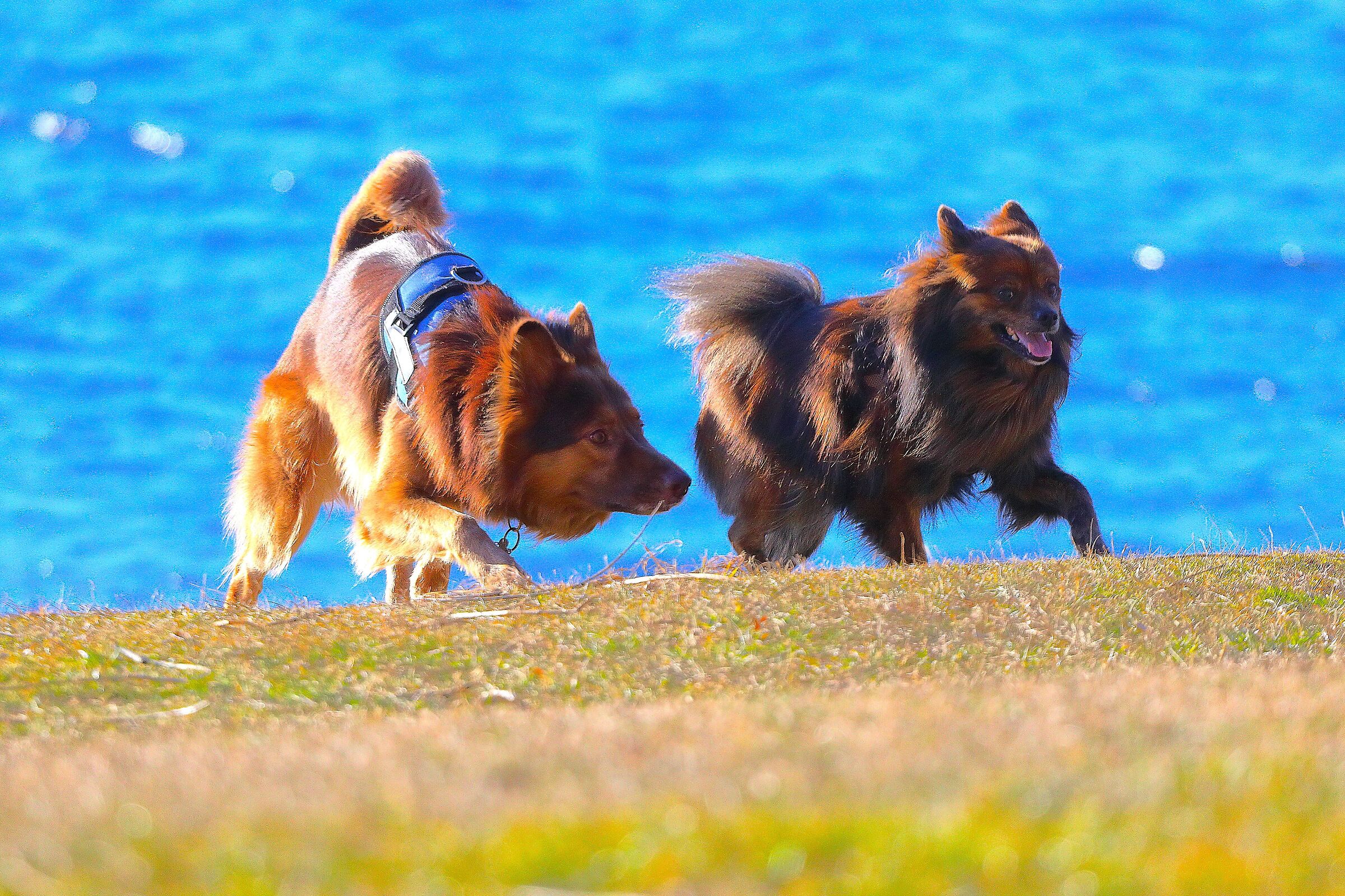 Amiconi 03 gennaio 2025 - 0101