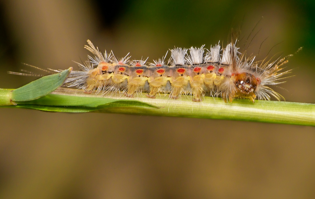 Orgyia antiqua (bruco punk)
