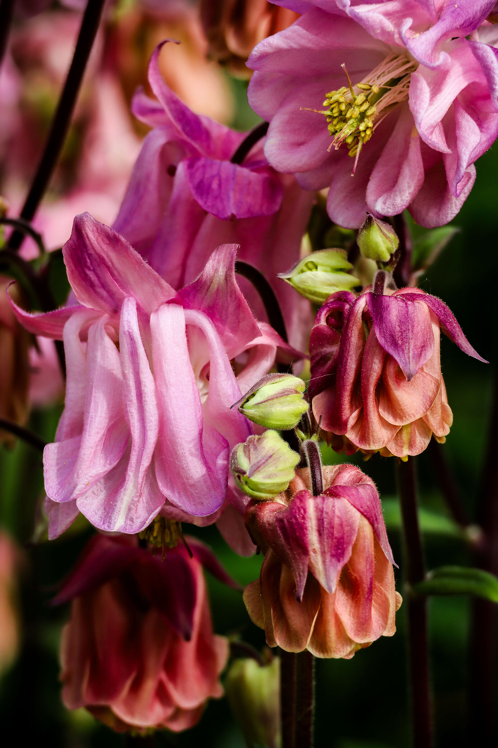 Aquilegia