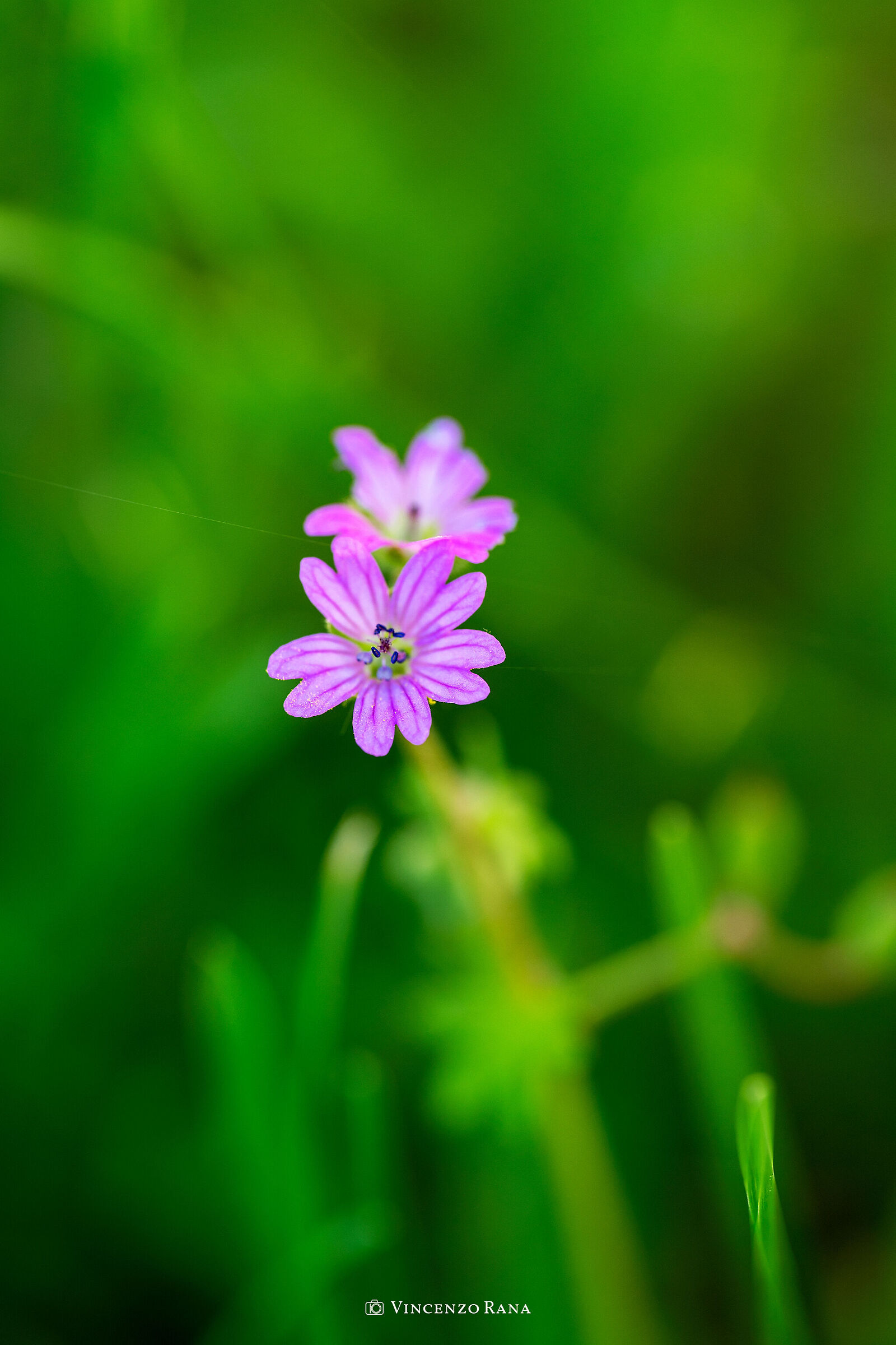 Geranium