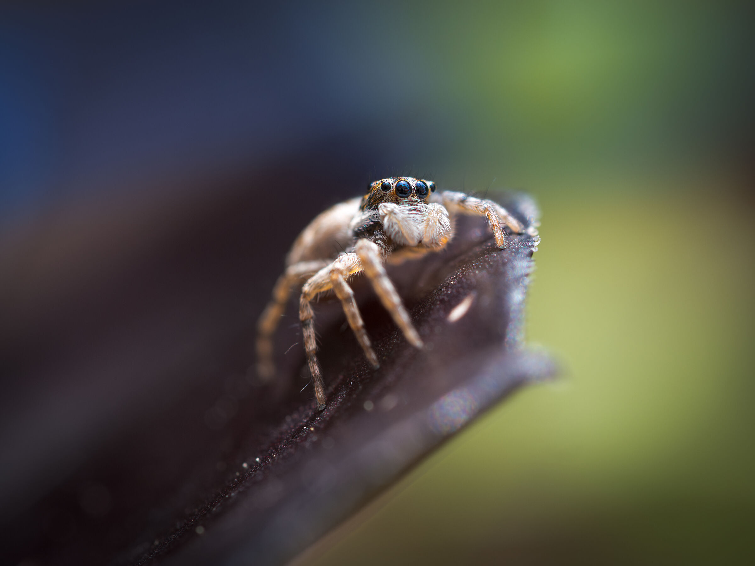 Jumping spider on a leaf ...