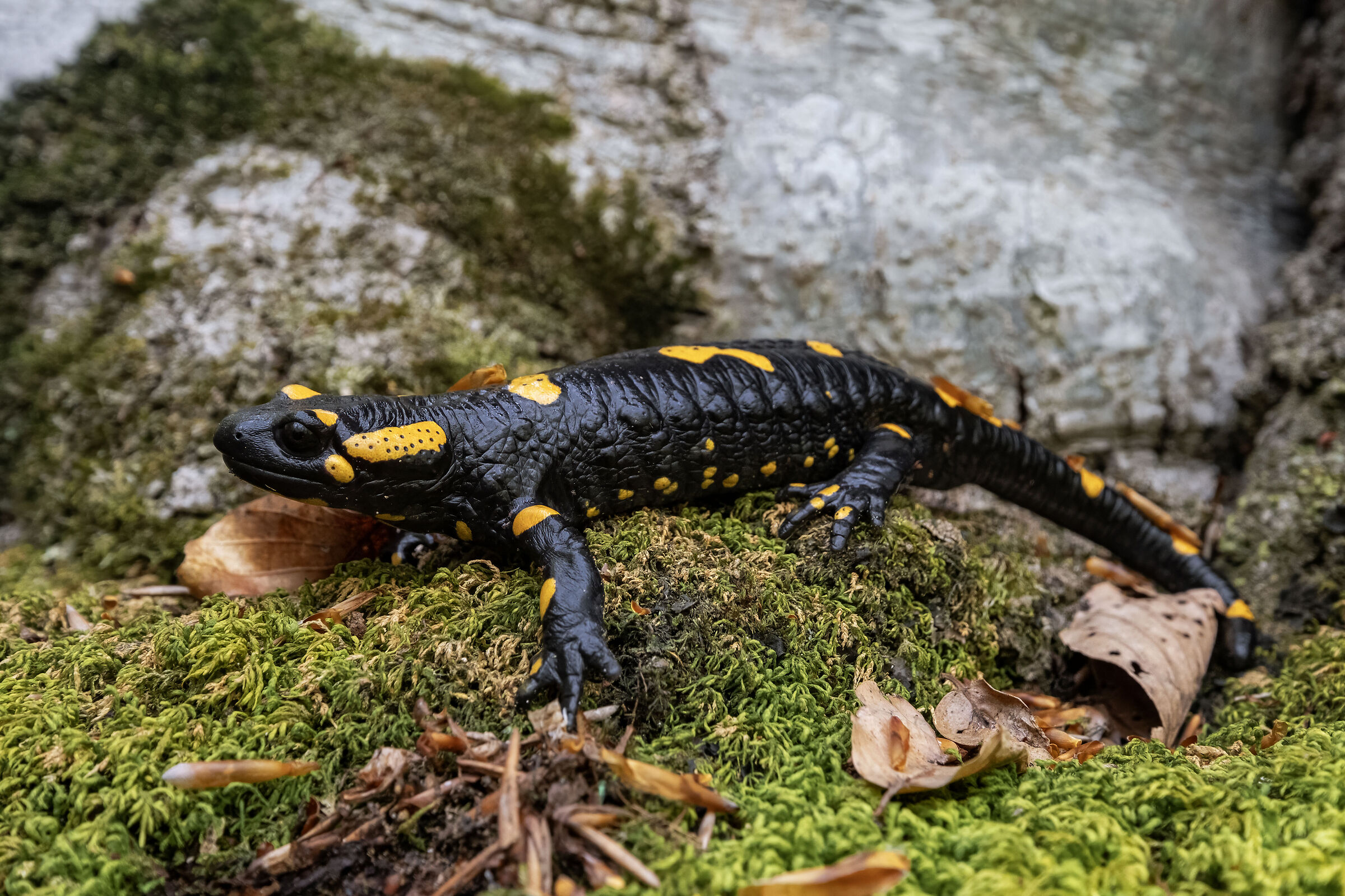 Salamandra salamandra