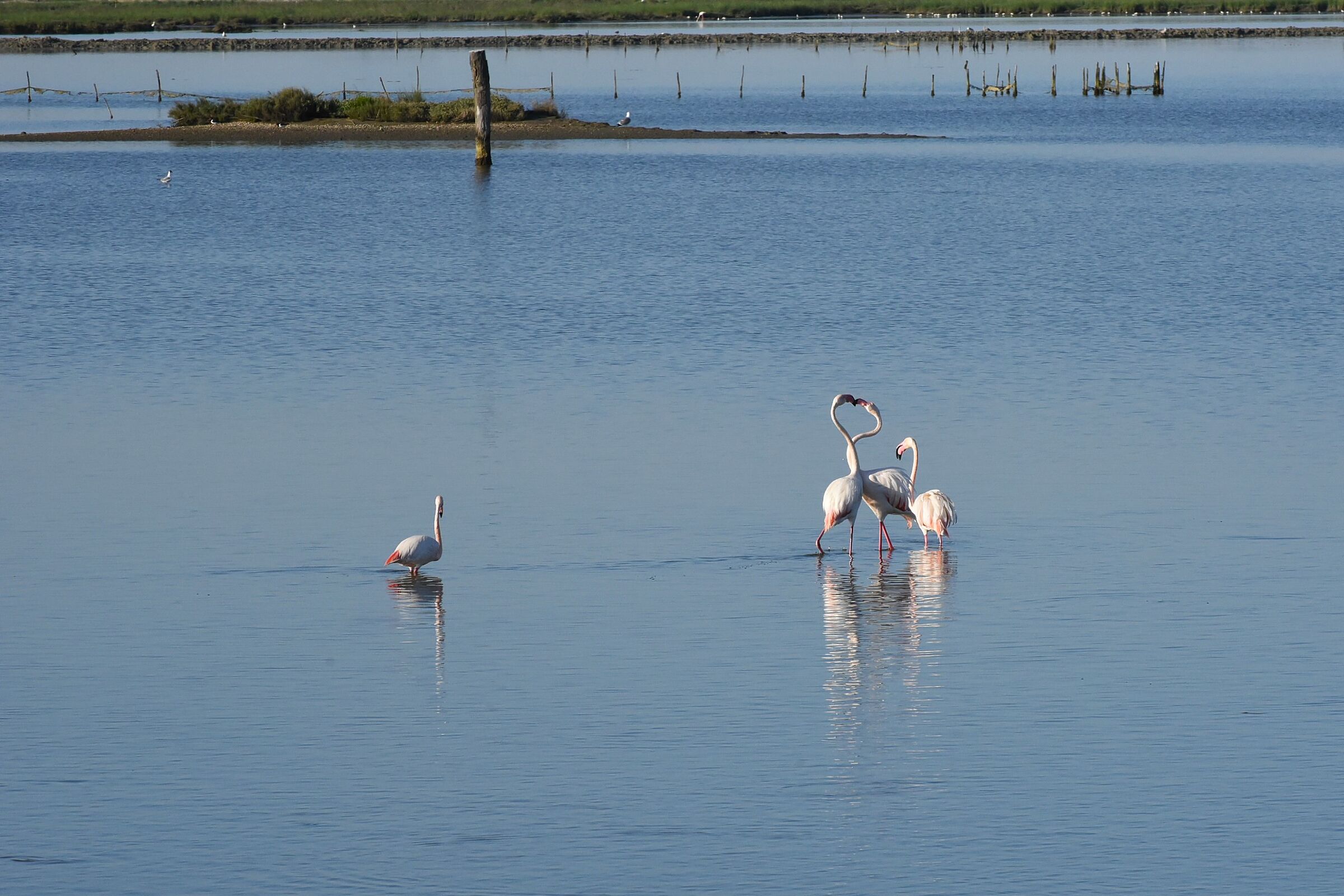 Flamingoes