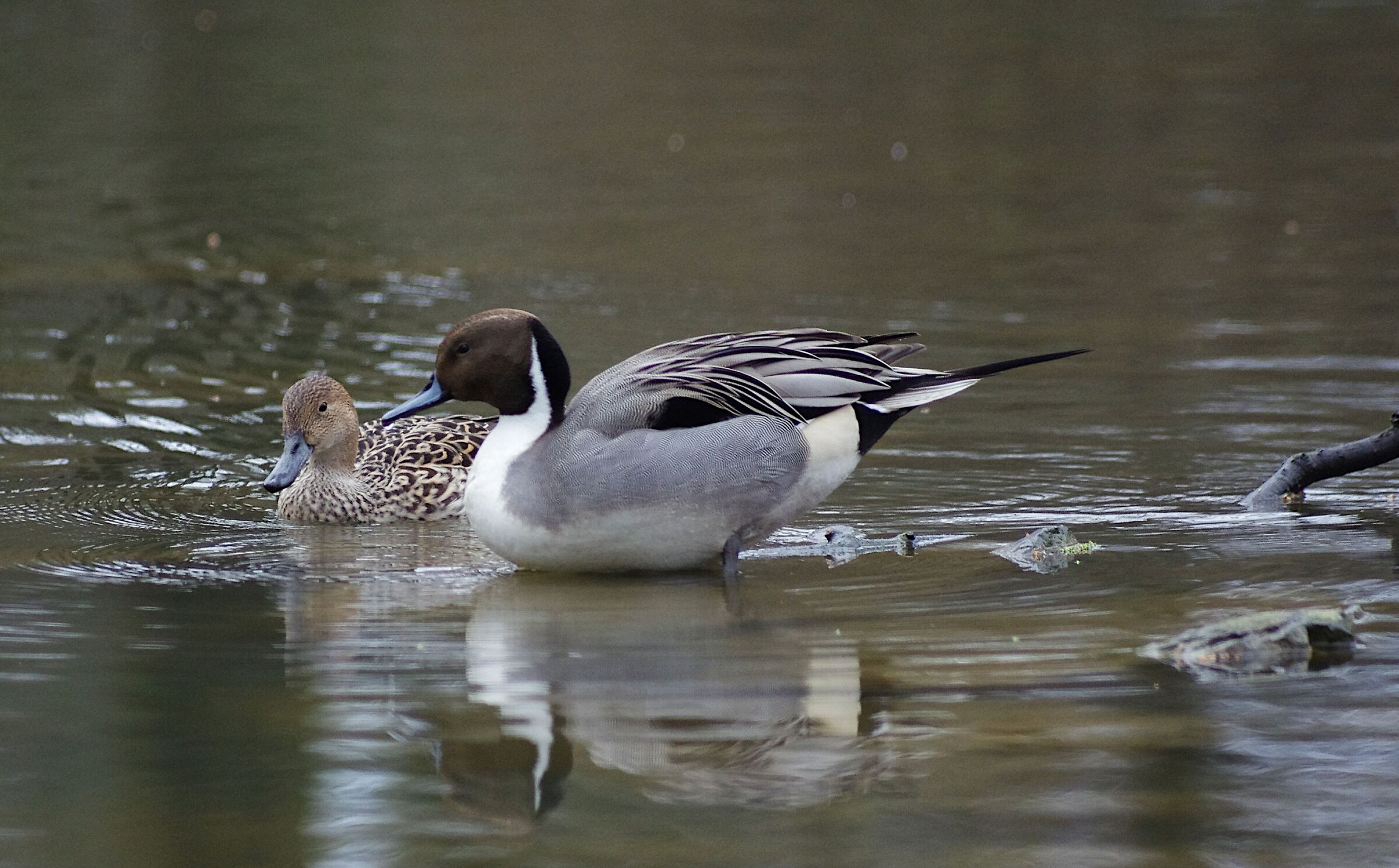 Pair of Pintails