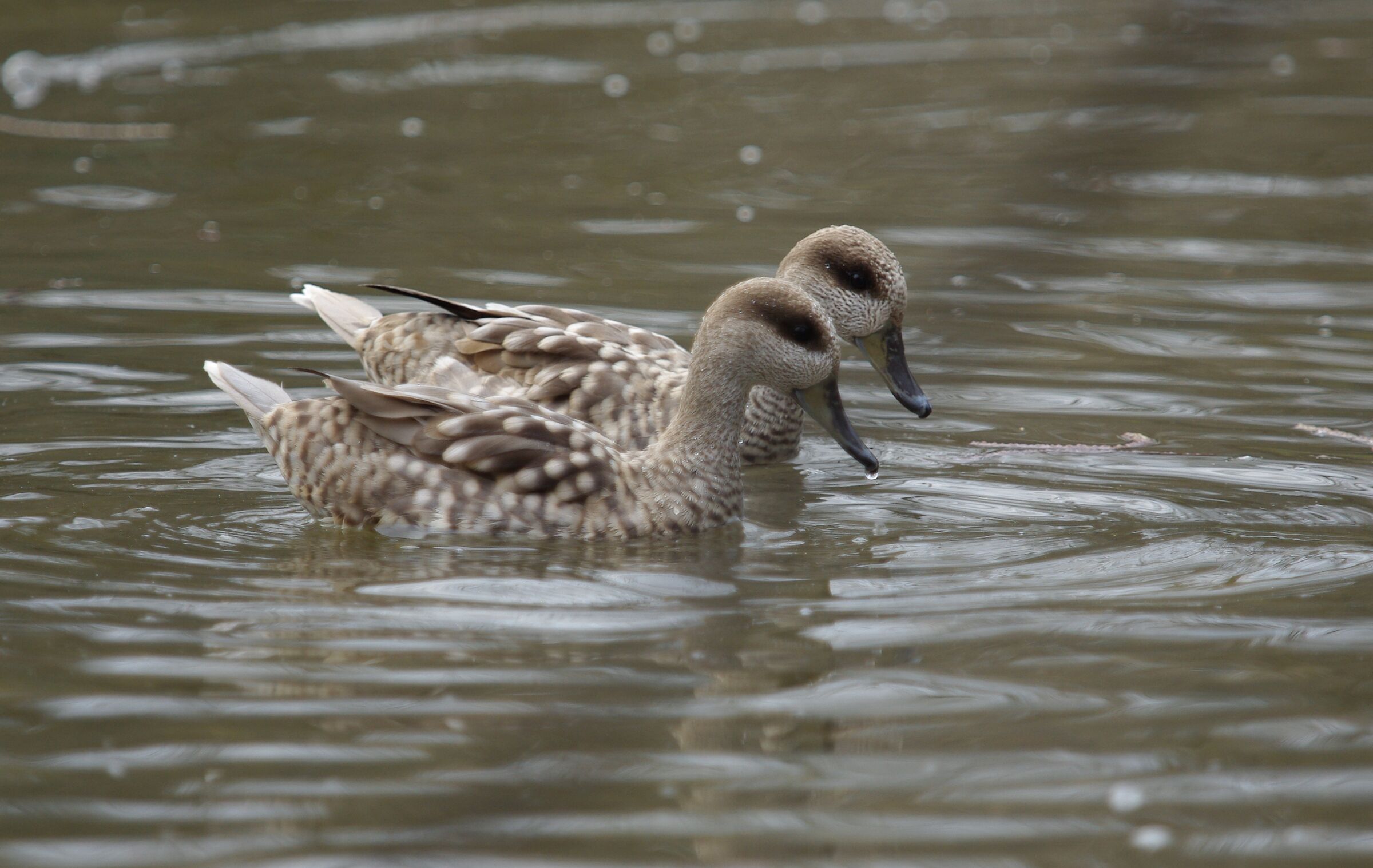 Marbled duck
