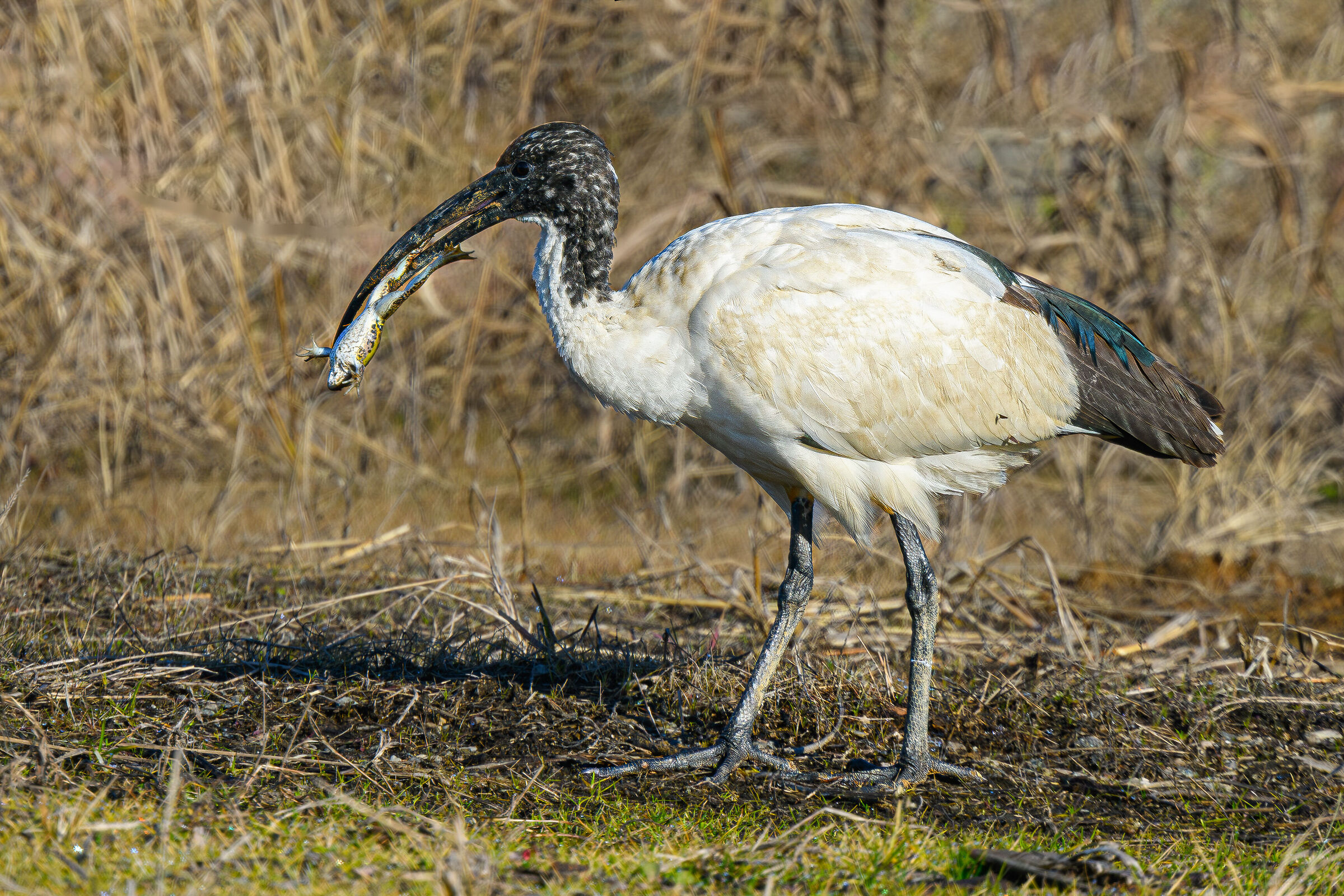 Ibis