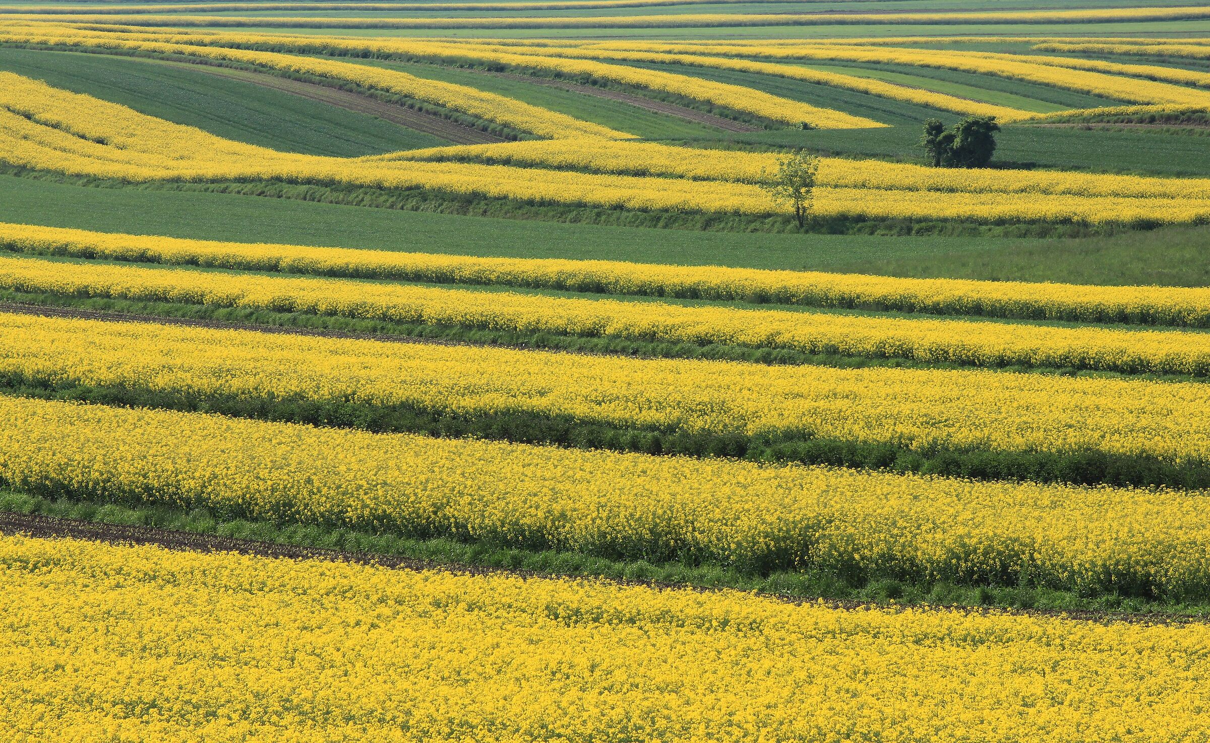 Geometries of fields
