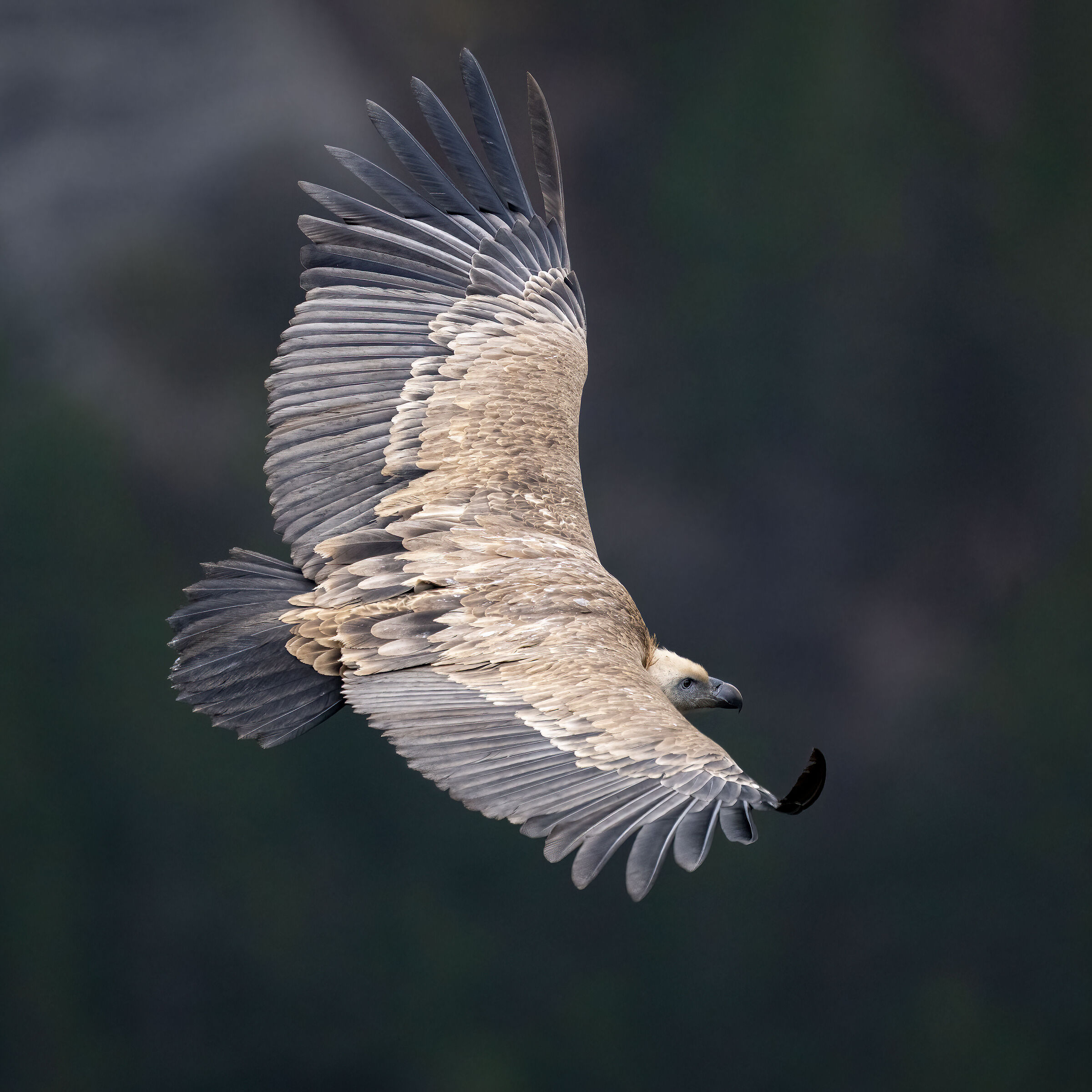 Griffin - Barronies Provencal