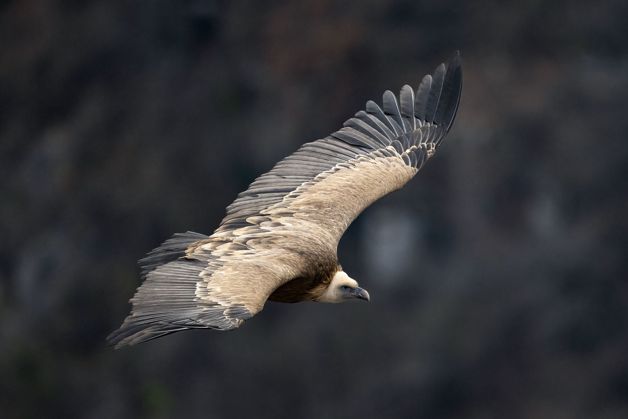 Griffin - Barronies Provencal