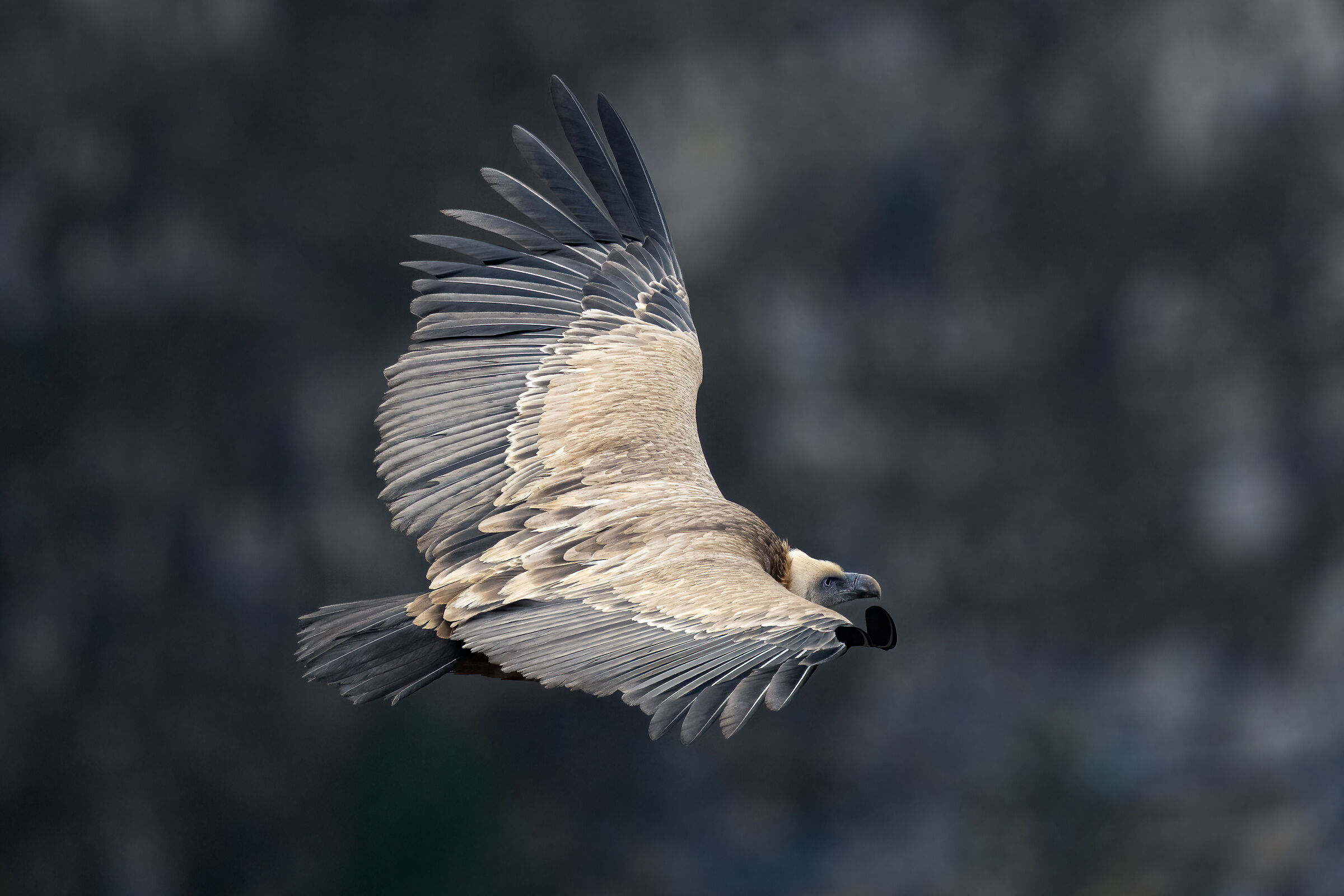 Griffin - Barronies Provencal