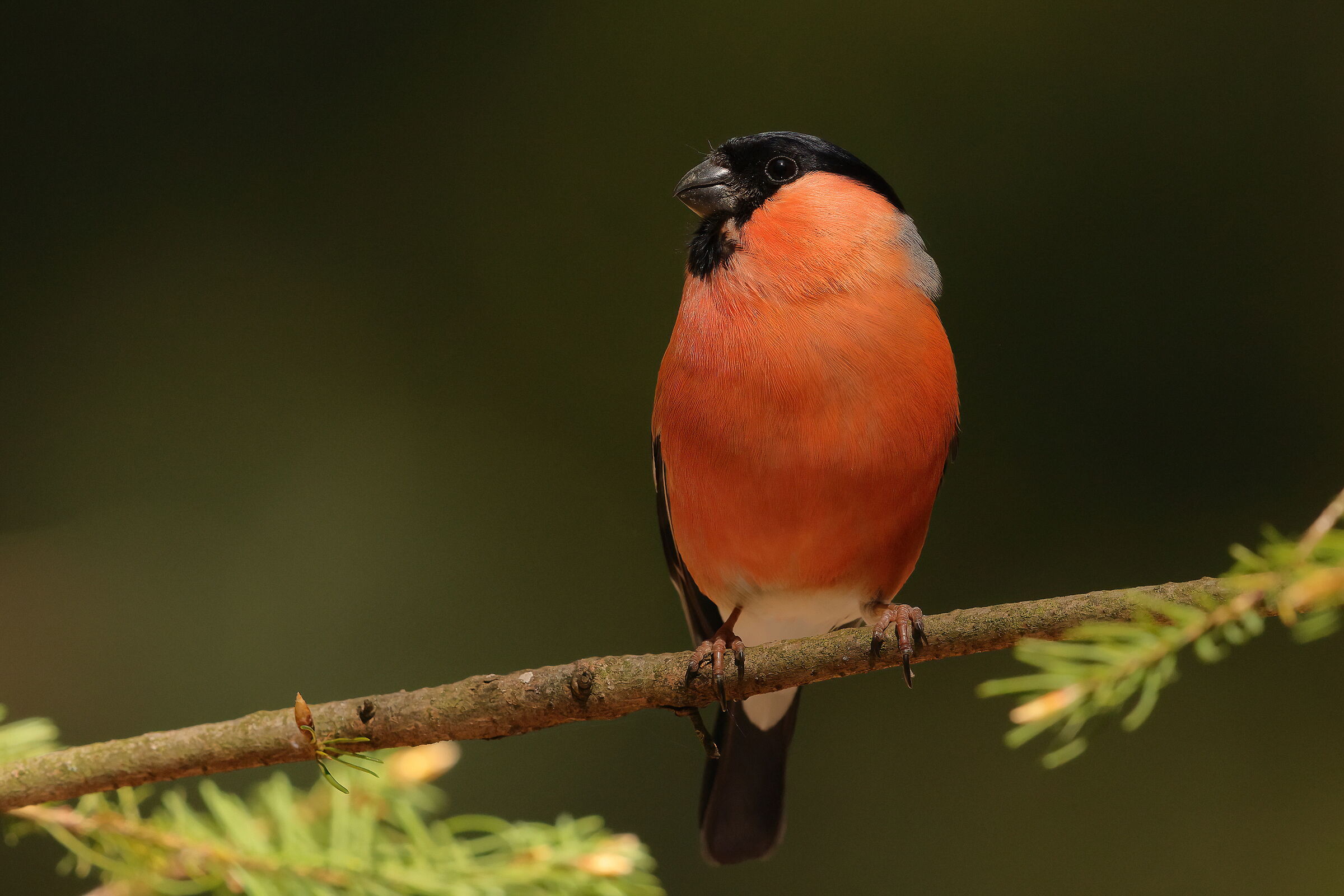 Eurasian bullfinch