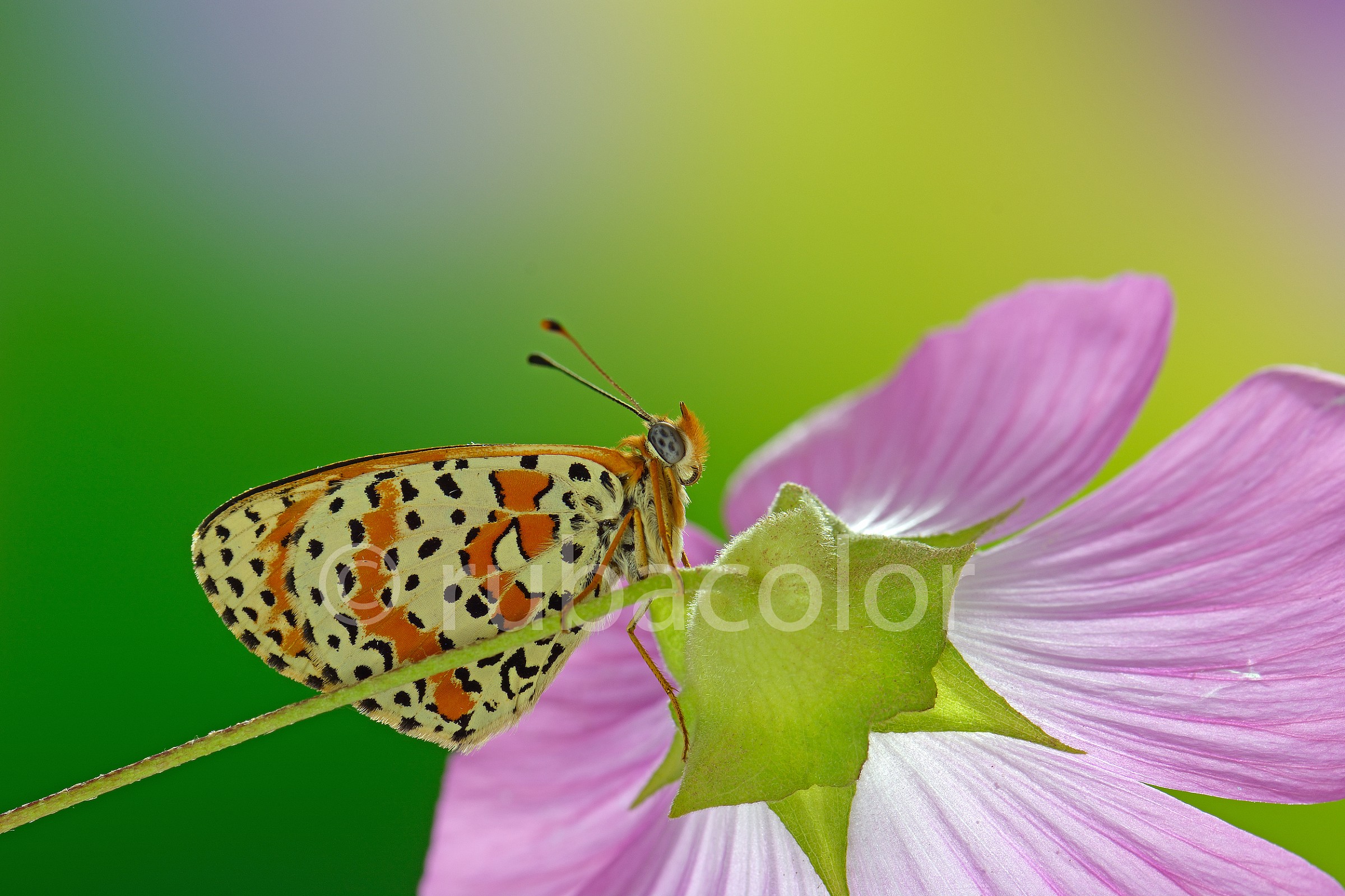 Melitaea didyma