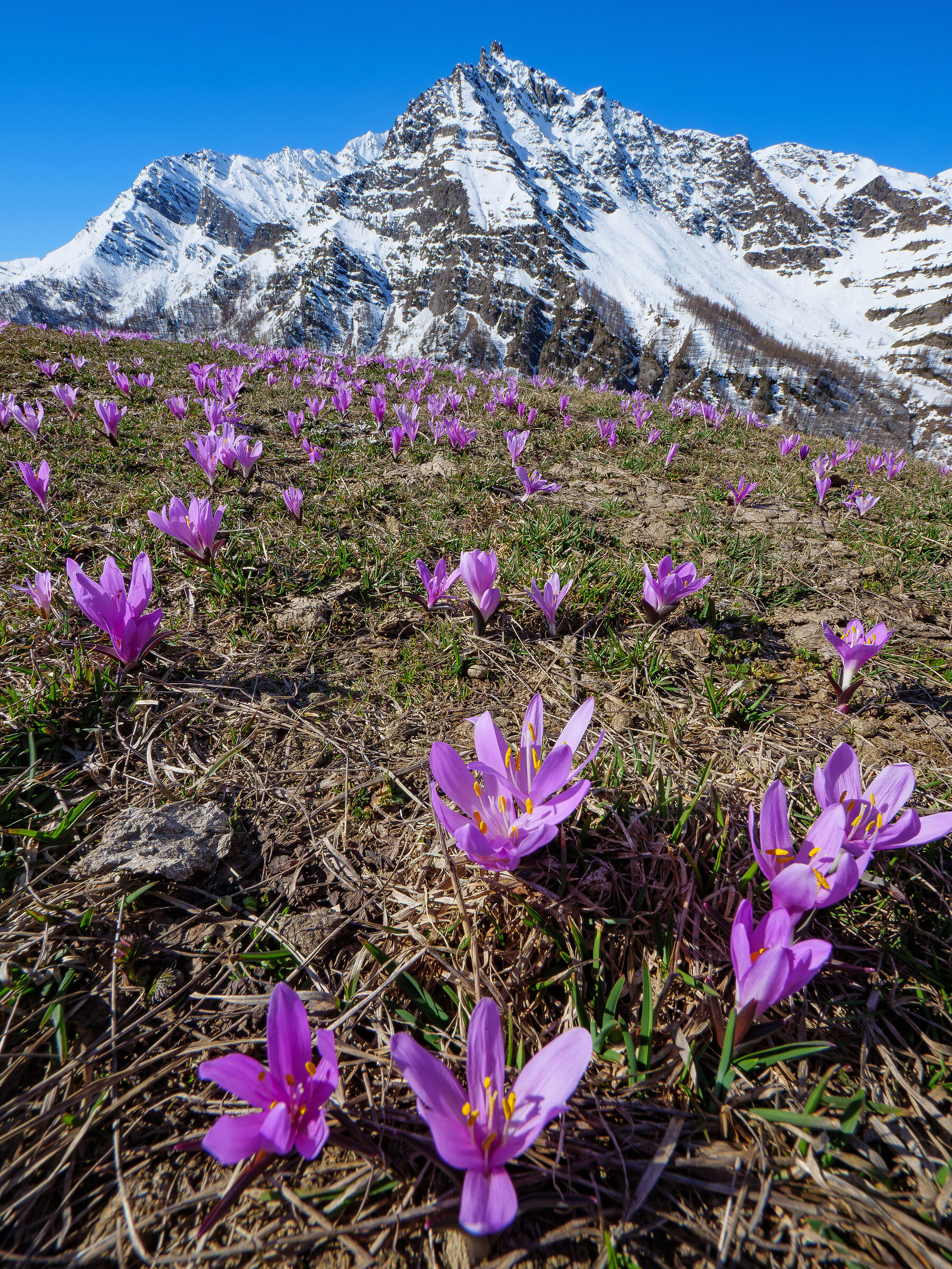 Il velenosissimo Colchico al colle dell'Agnello.