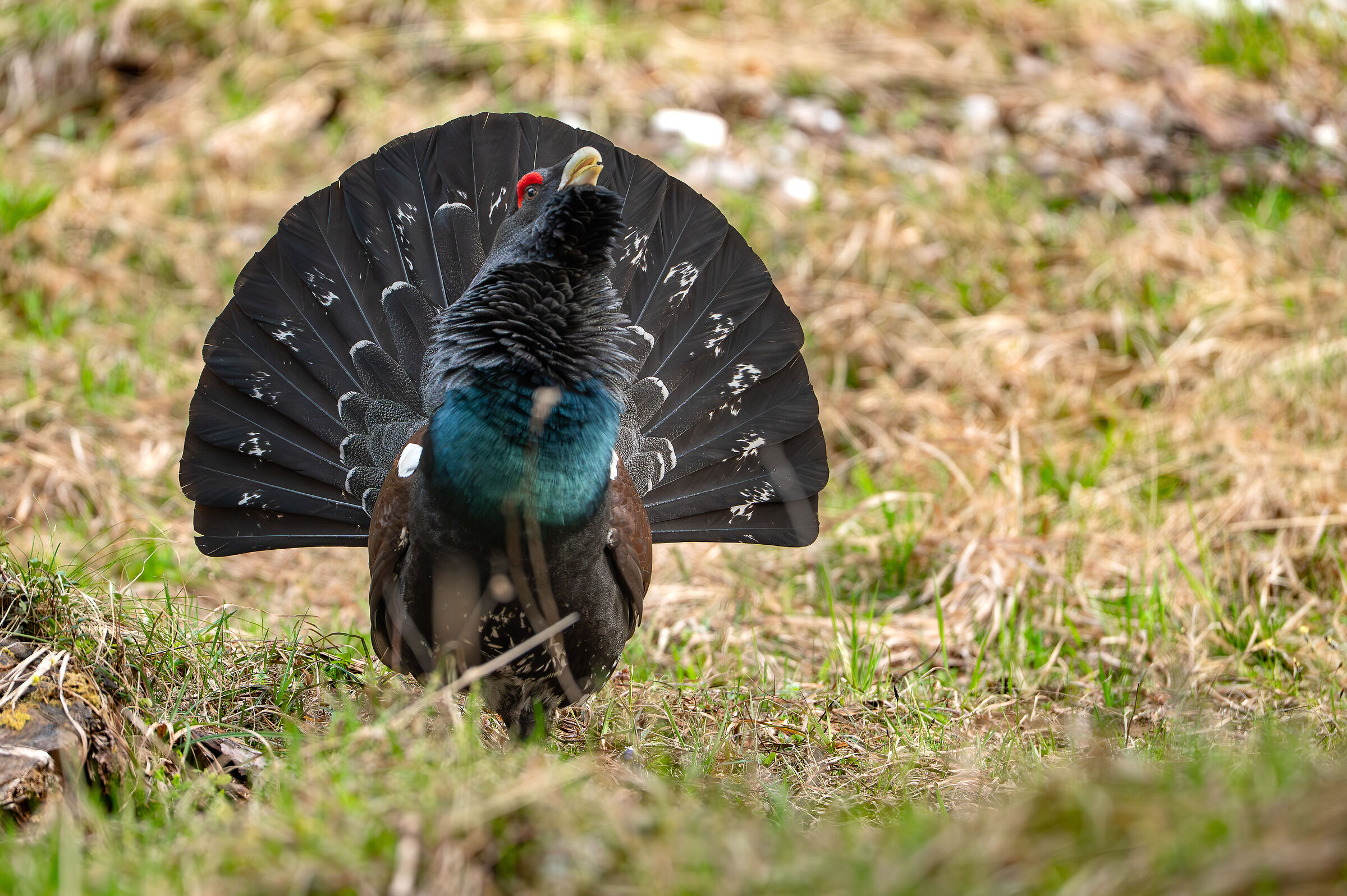 Gallo cedrone