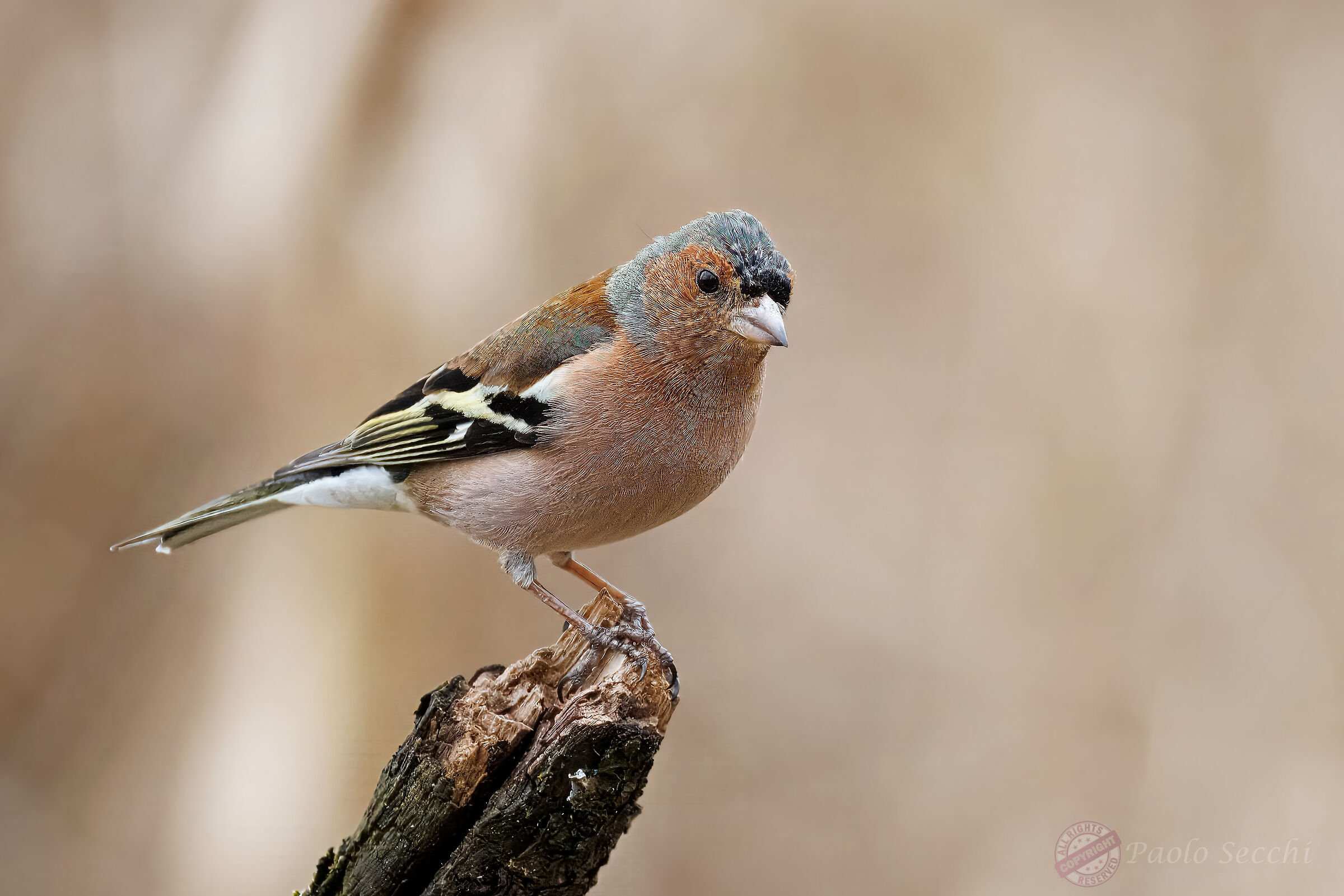 The chaffinch meditation