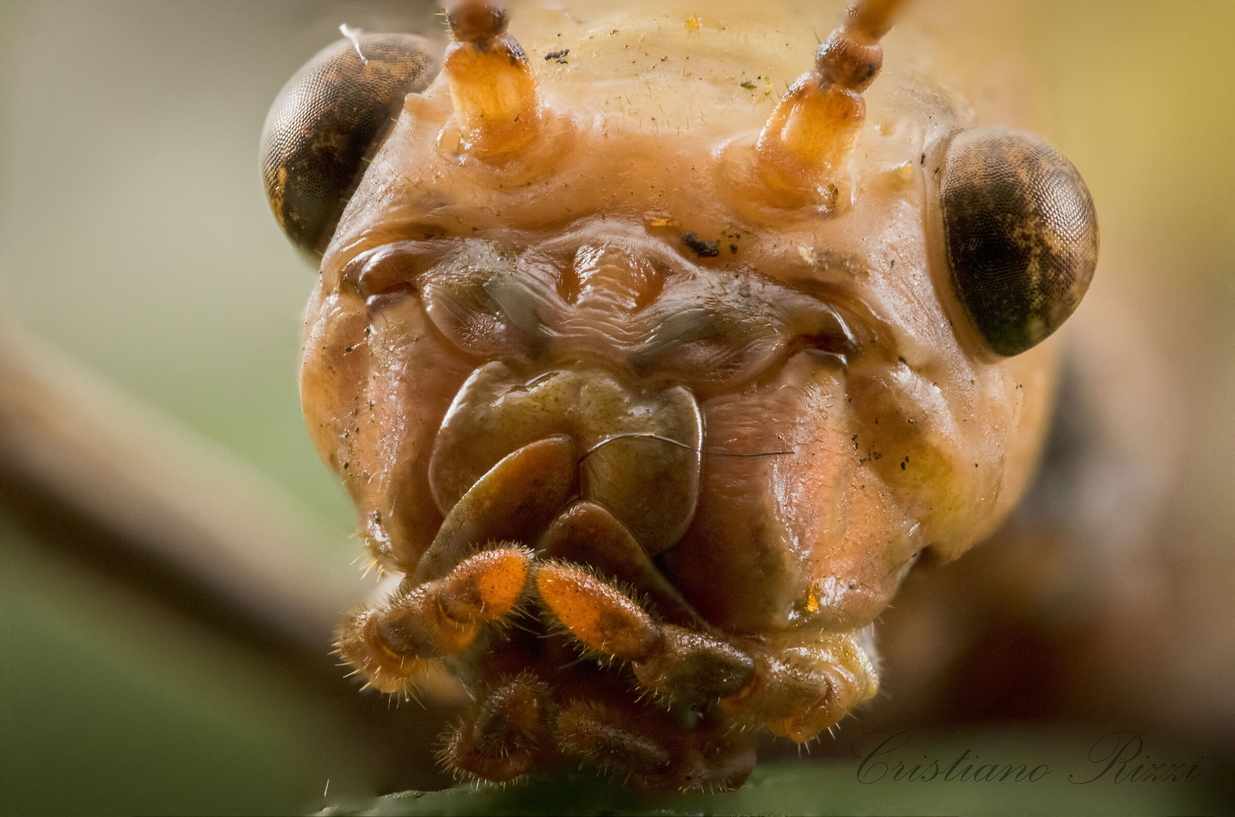 Extatosoma Tiaratum imbronciato