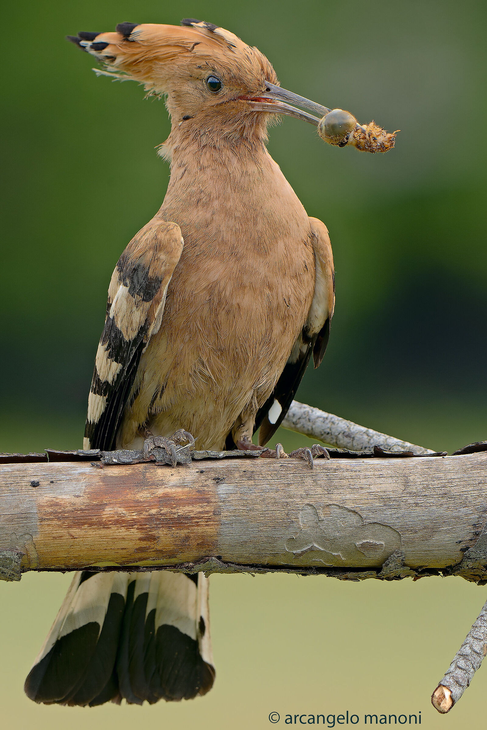 I segni della fatica per procurarsi il cibo